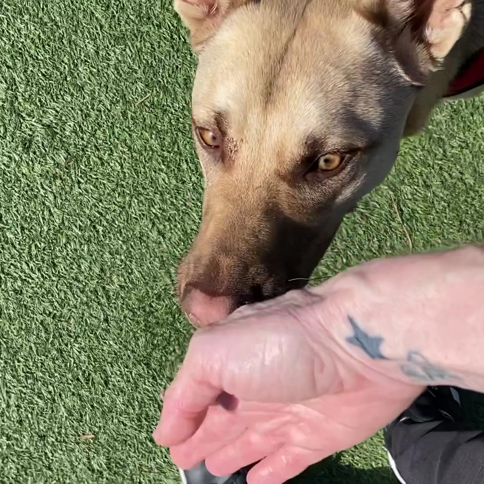 Dog Expert Cyd! Pacifica
