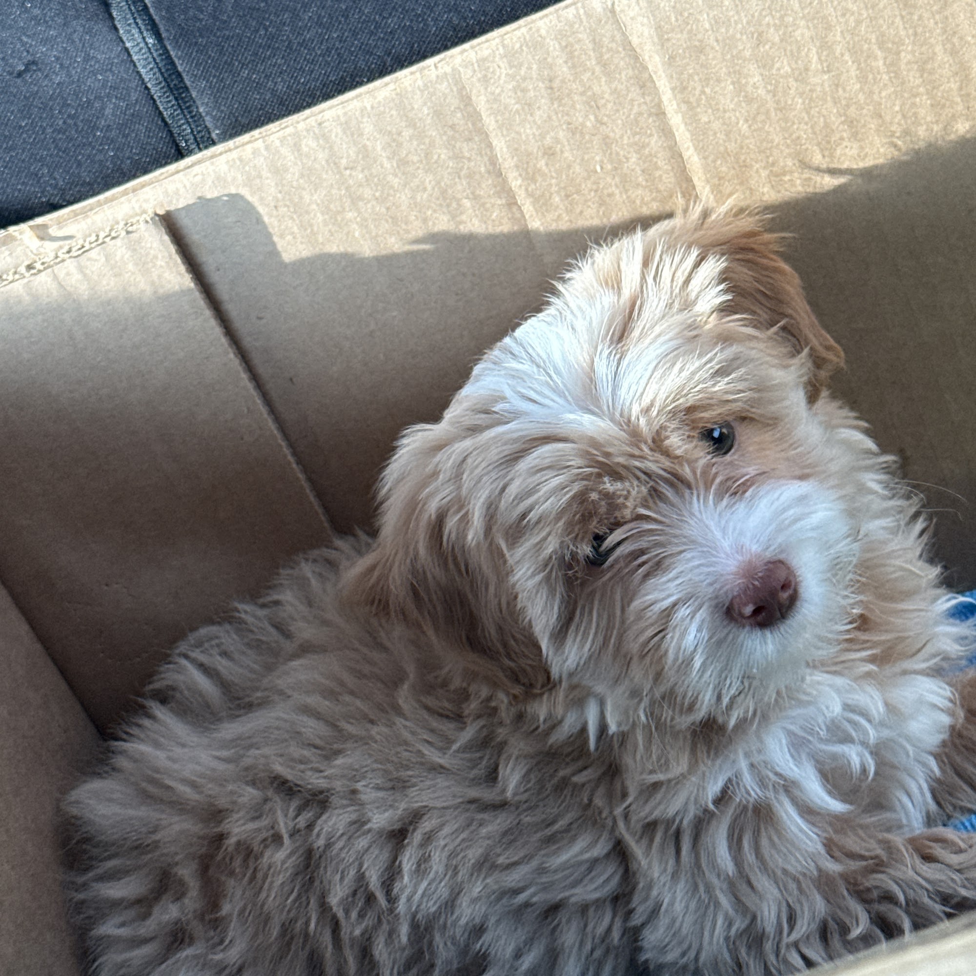 Pacoima Pet Clinic Pacoima