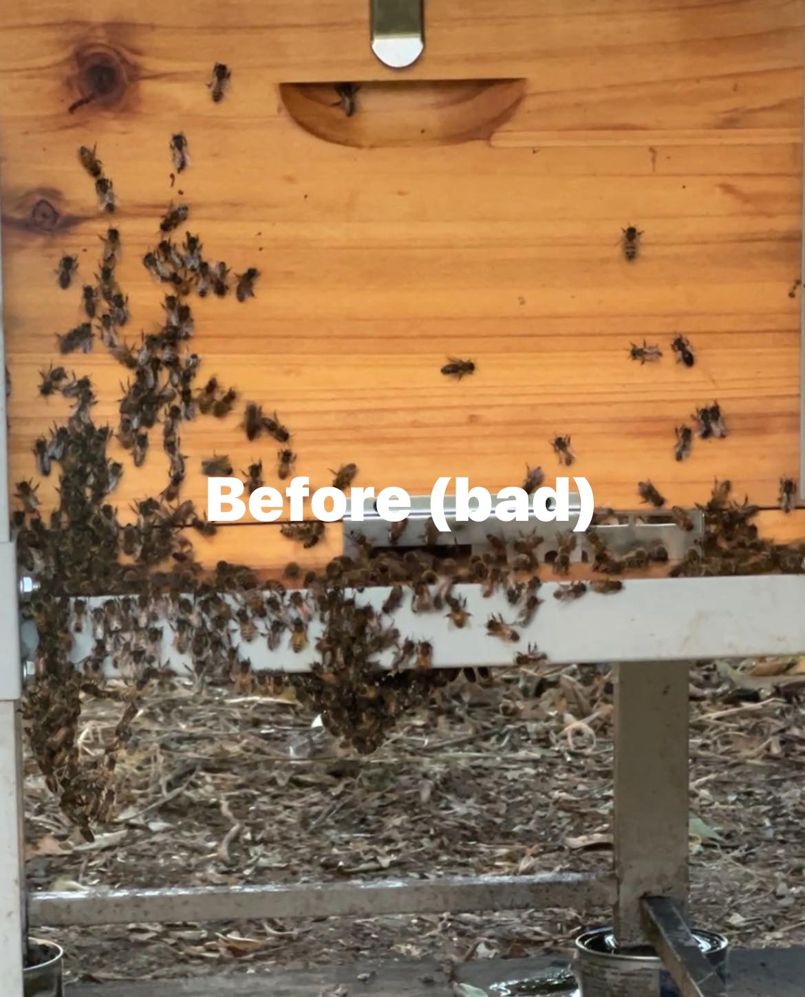 Jesse's Pet Grooming Pacoima