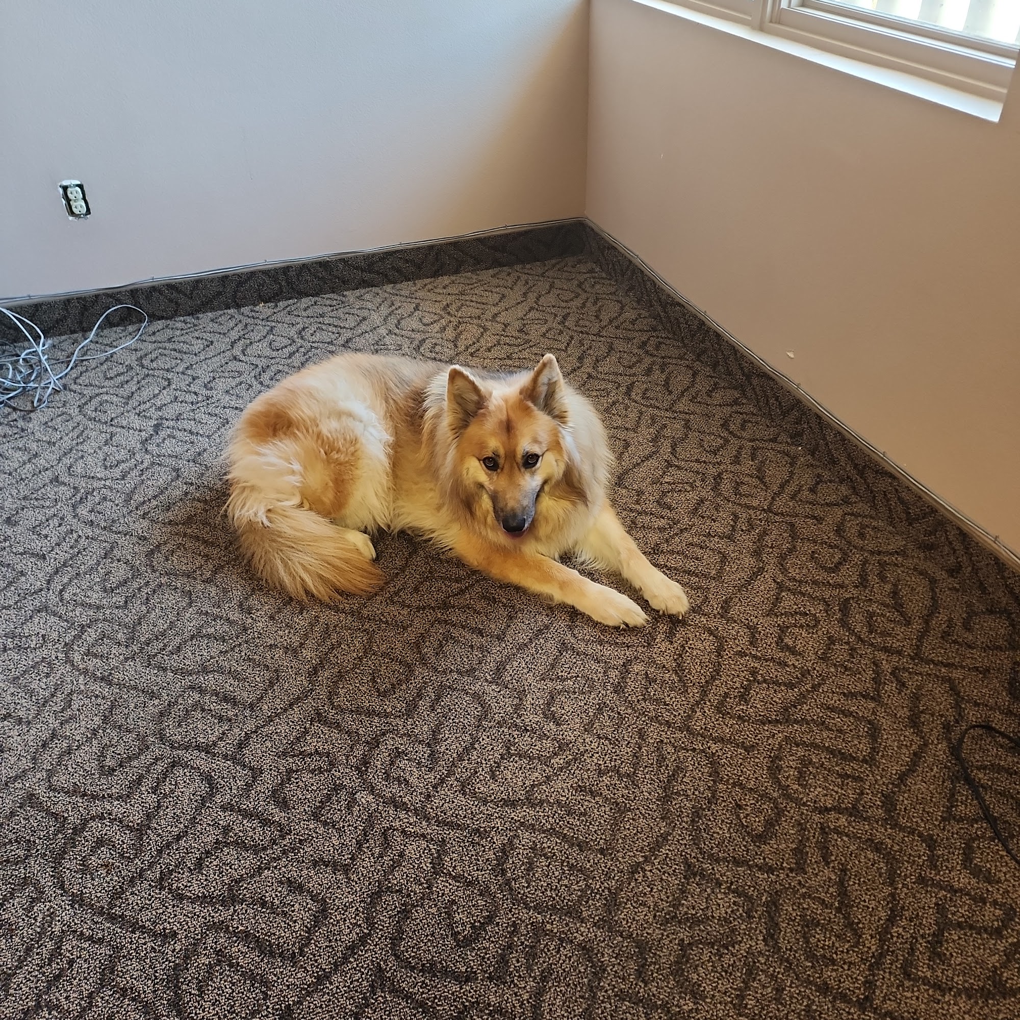 Animal Dermatology Clinic Palm Desert