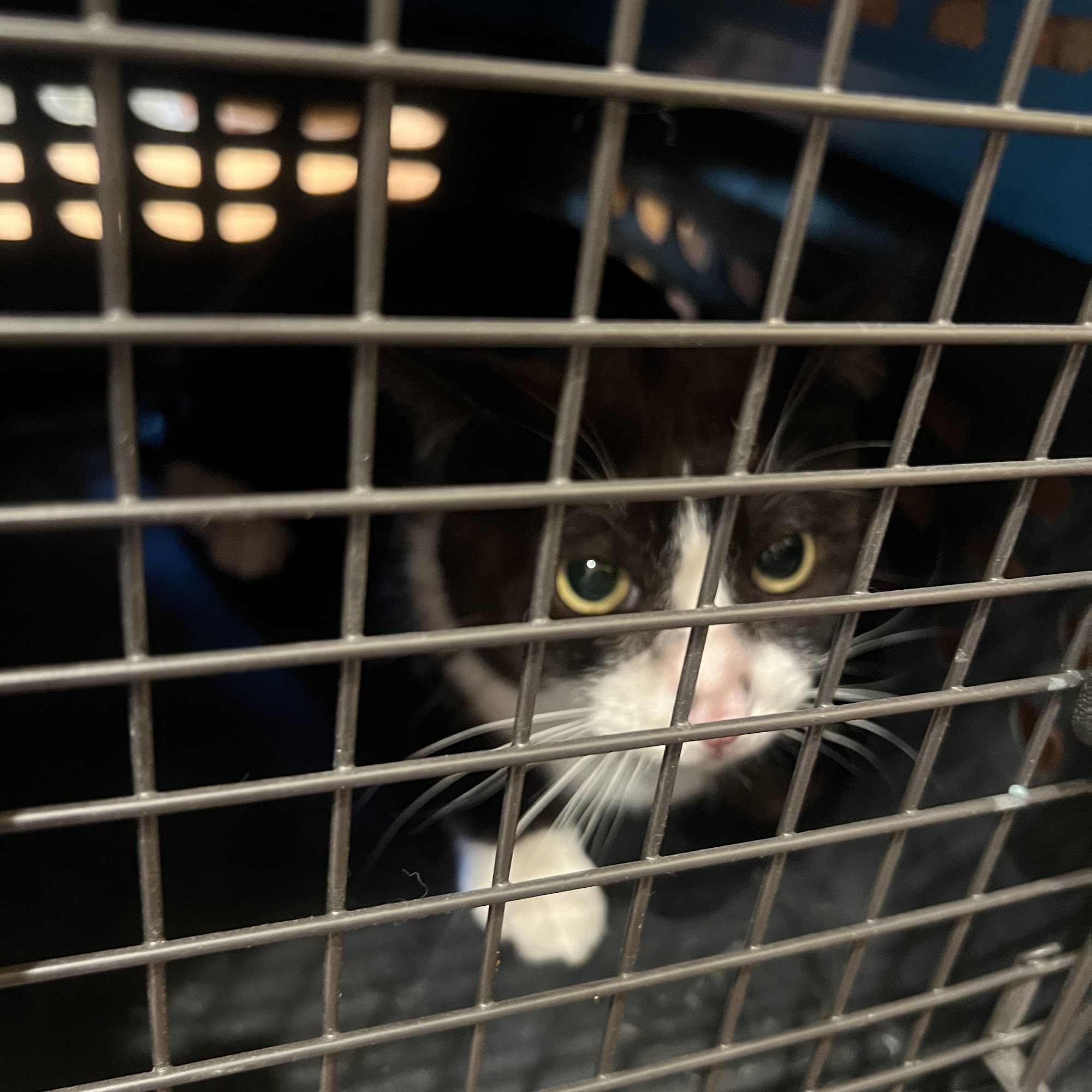 Country Club Animal Clinic Palm Desert