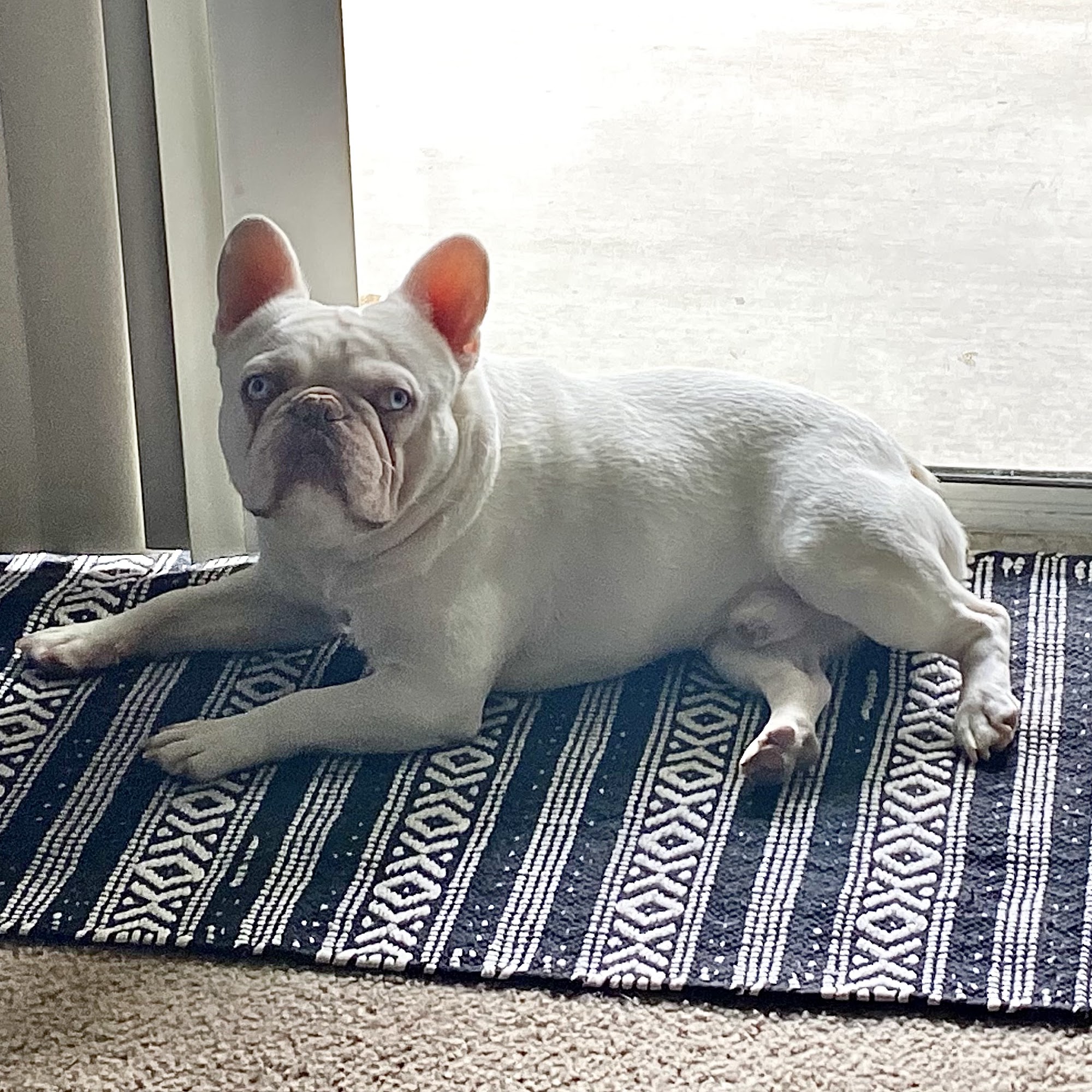 Palm Desert Pet Hospital Palm Desert