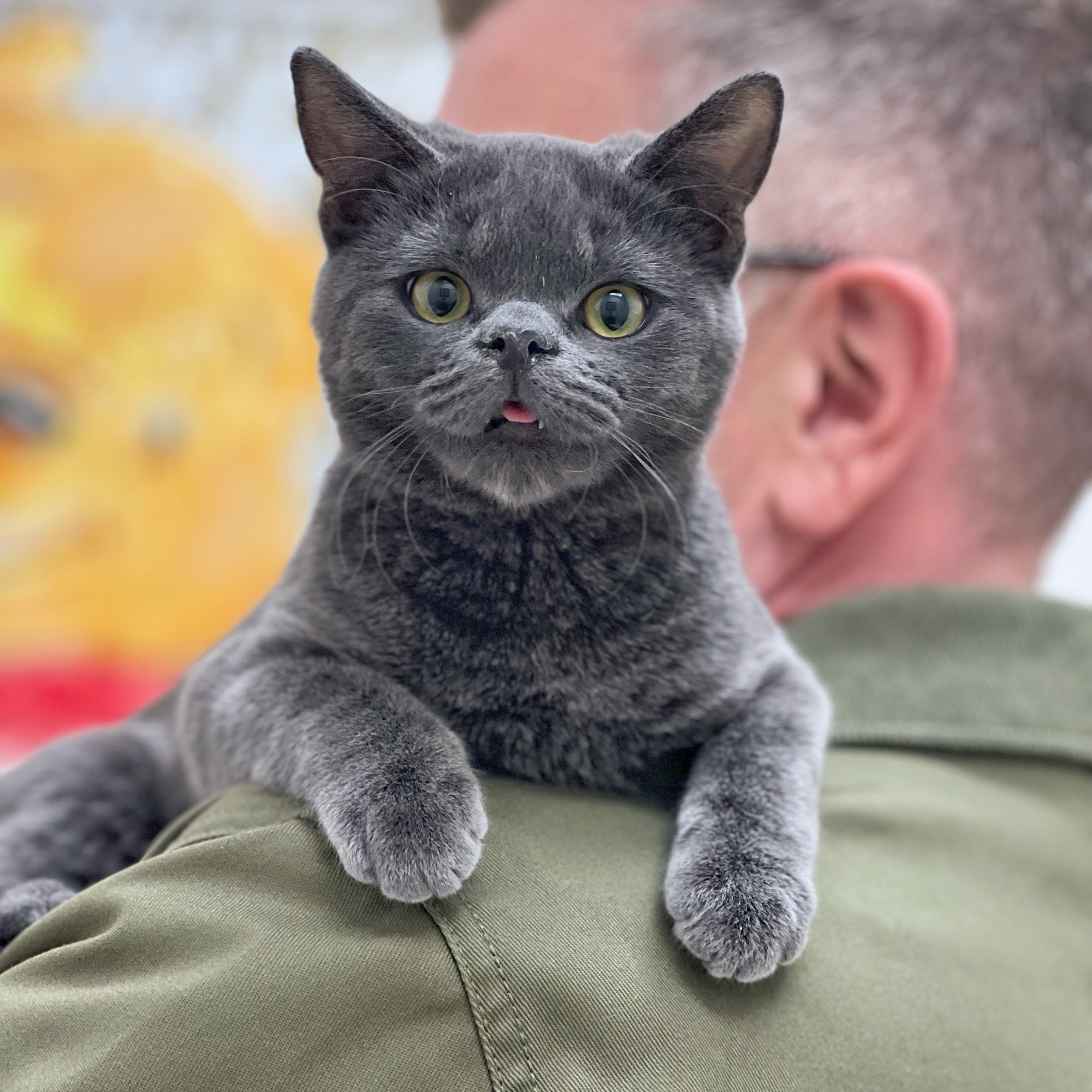 Yee Judith DVM Palm Desert