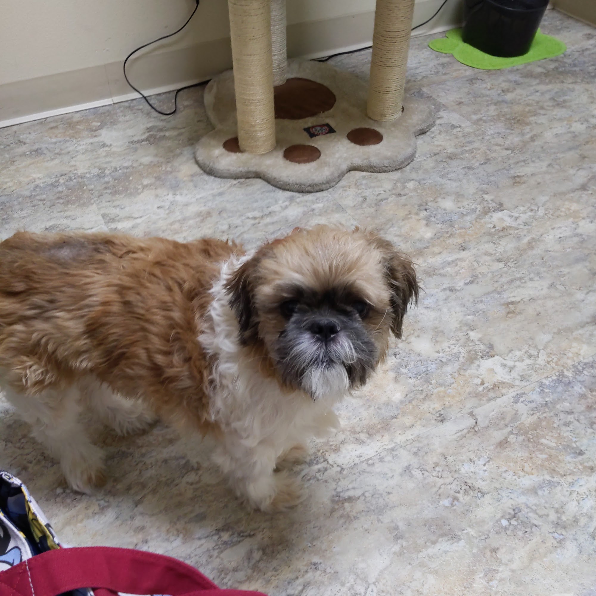 Paws and Claws Pet Care Palm Desert