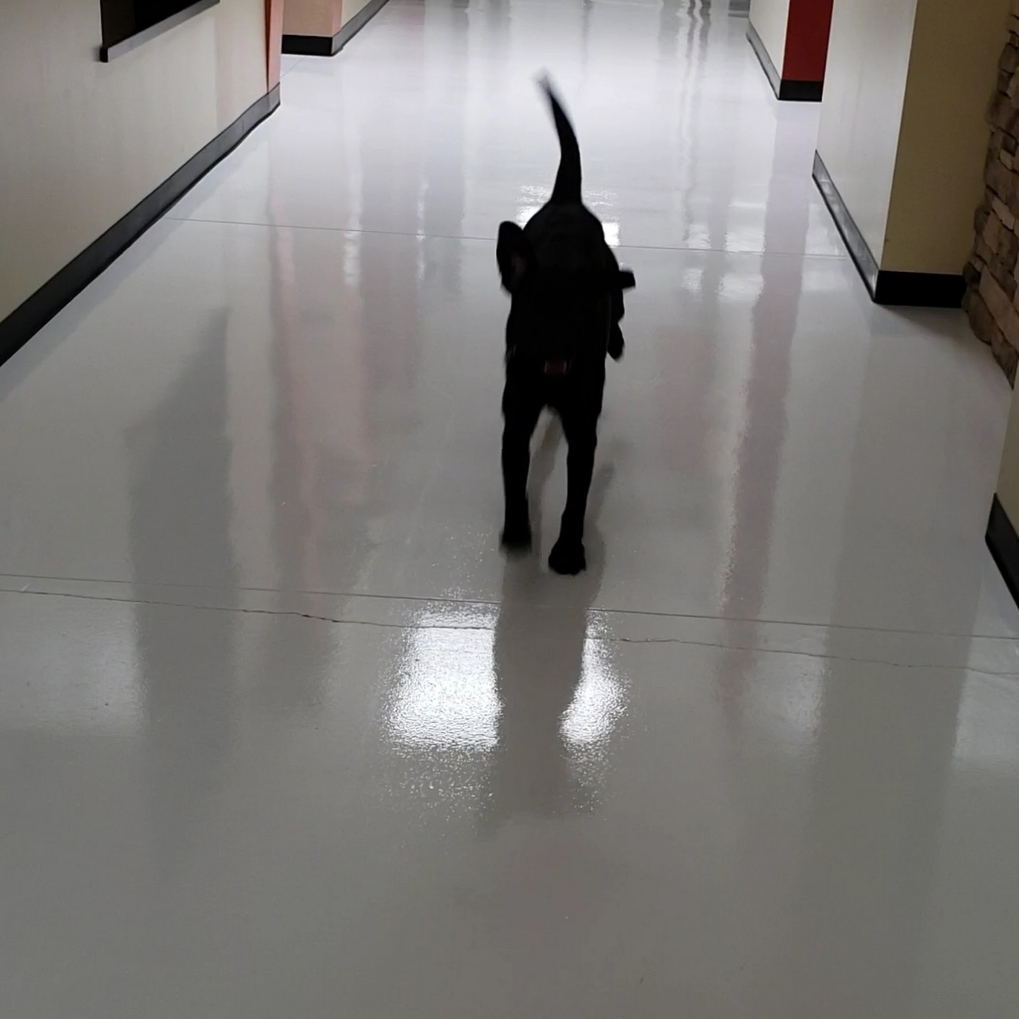 Barkingham Pet Hotel California Palm Desert