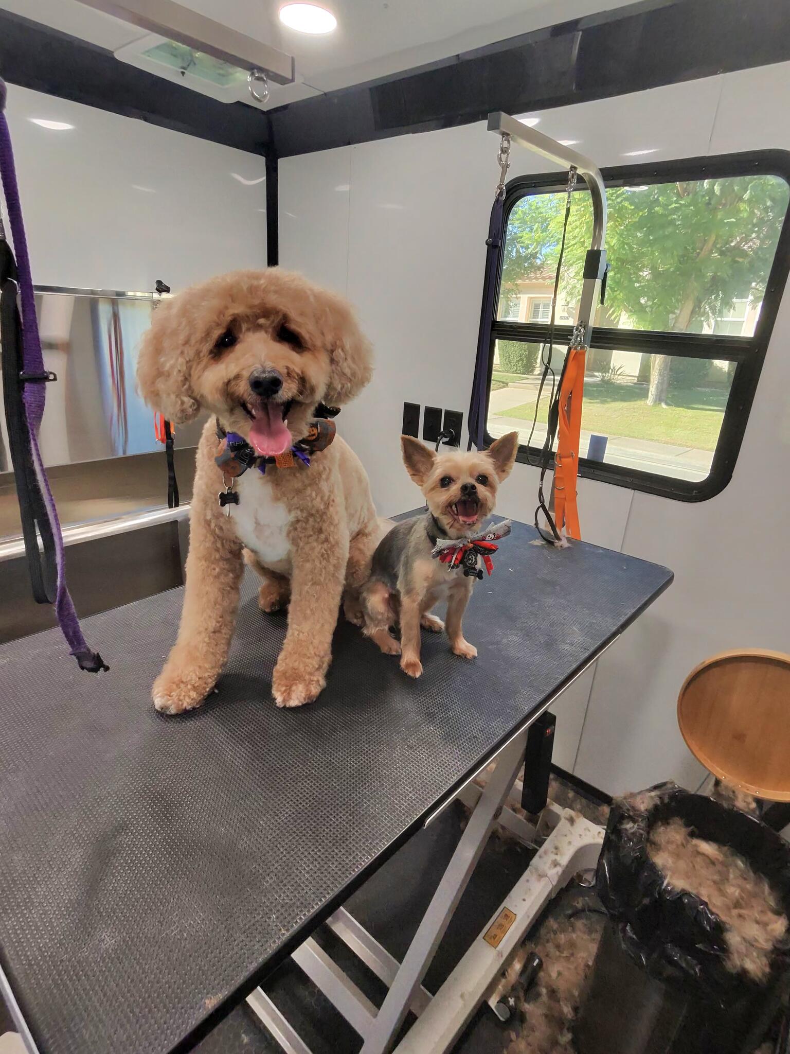 Furry Critters MOBILE Grooming Salon Palm Desert