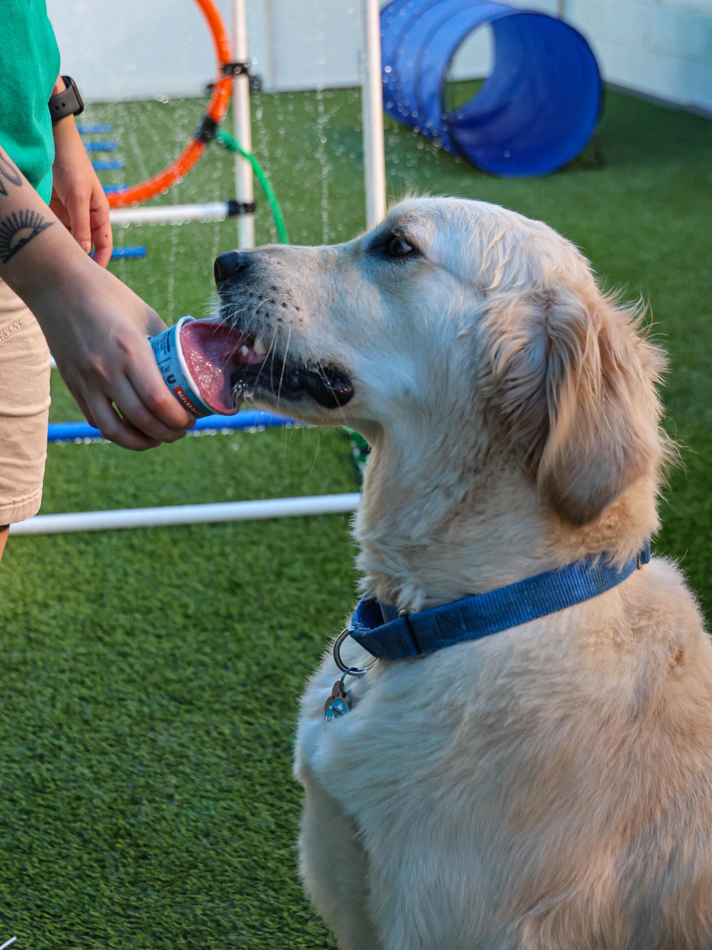 The Village Pup Palm Desert