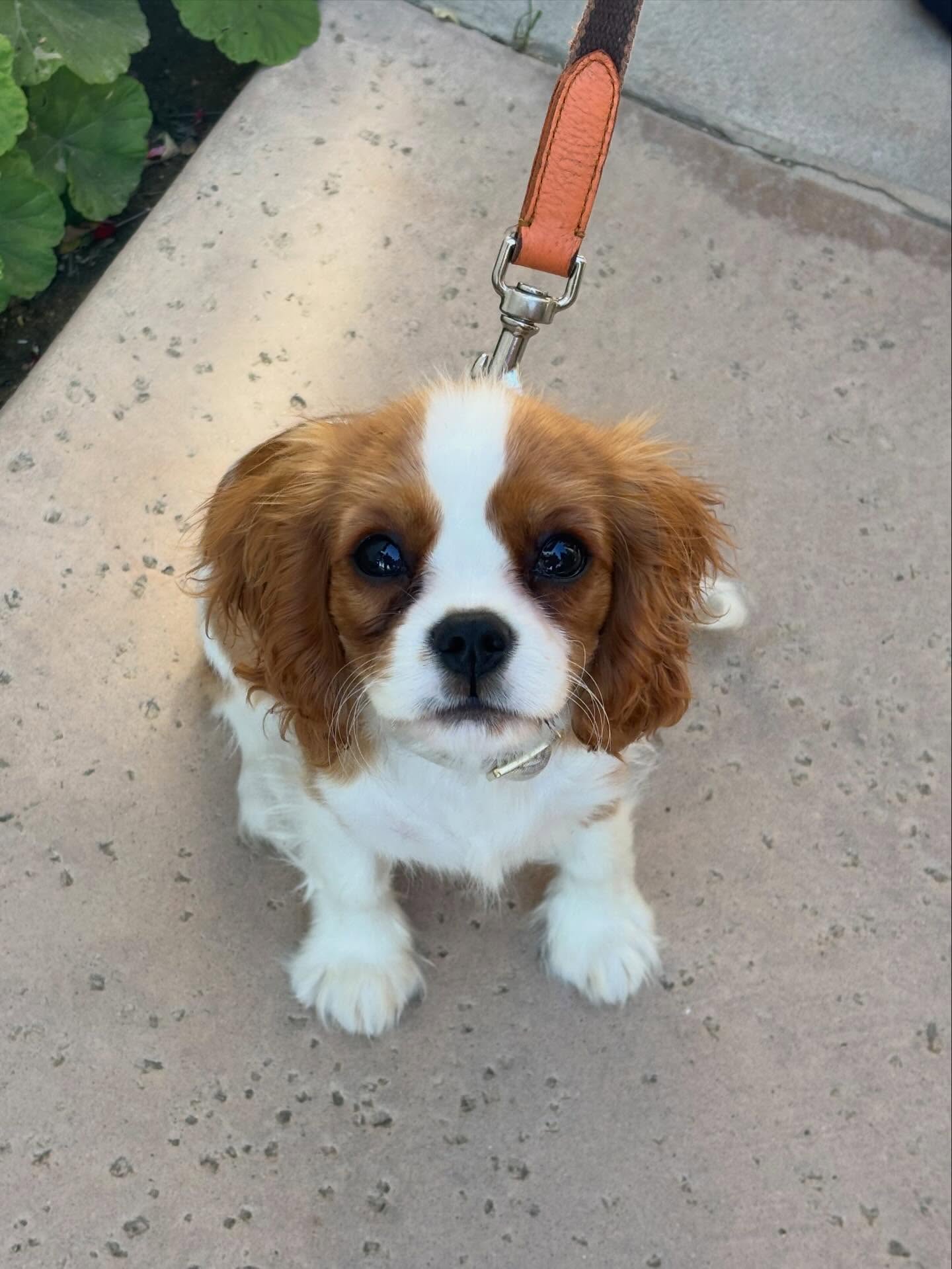 Mobile Pet Vet, Inc. Palm Desert