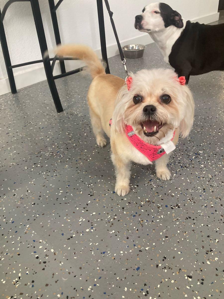 Your Friendly Groomer Palm Desert