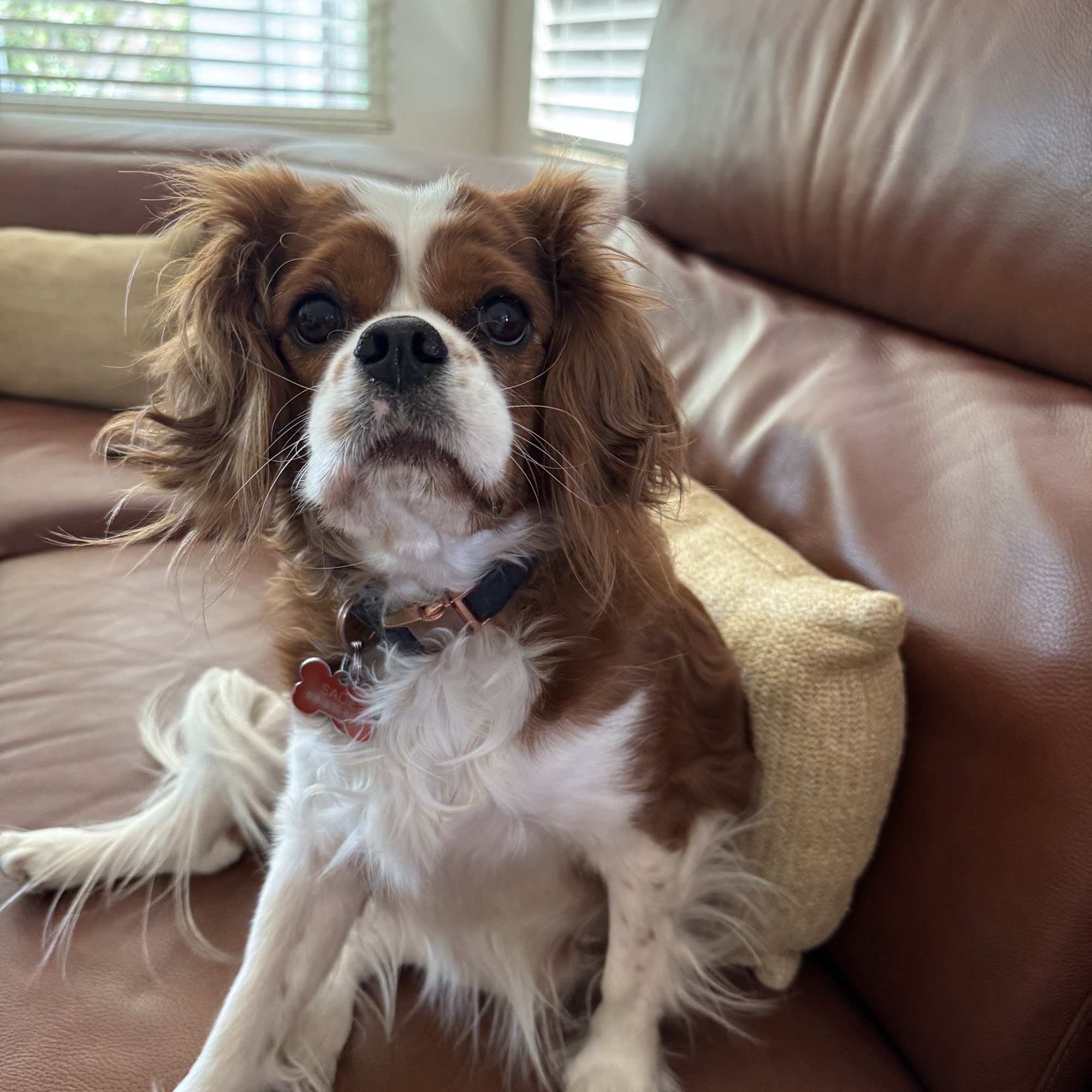 Palm Springs Animal Hospital Palm Springs