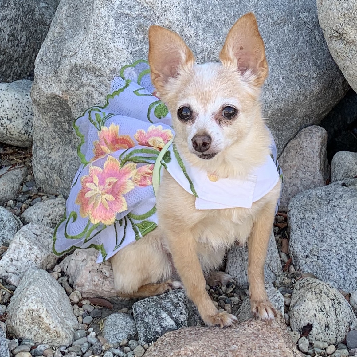Spoiled Dog Designs Palm Springs