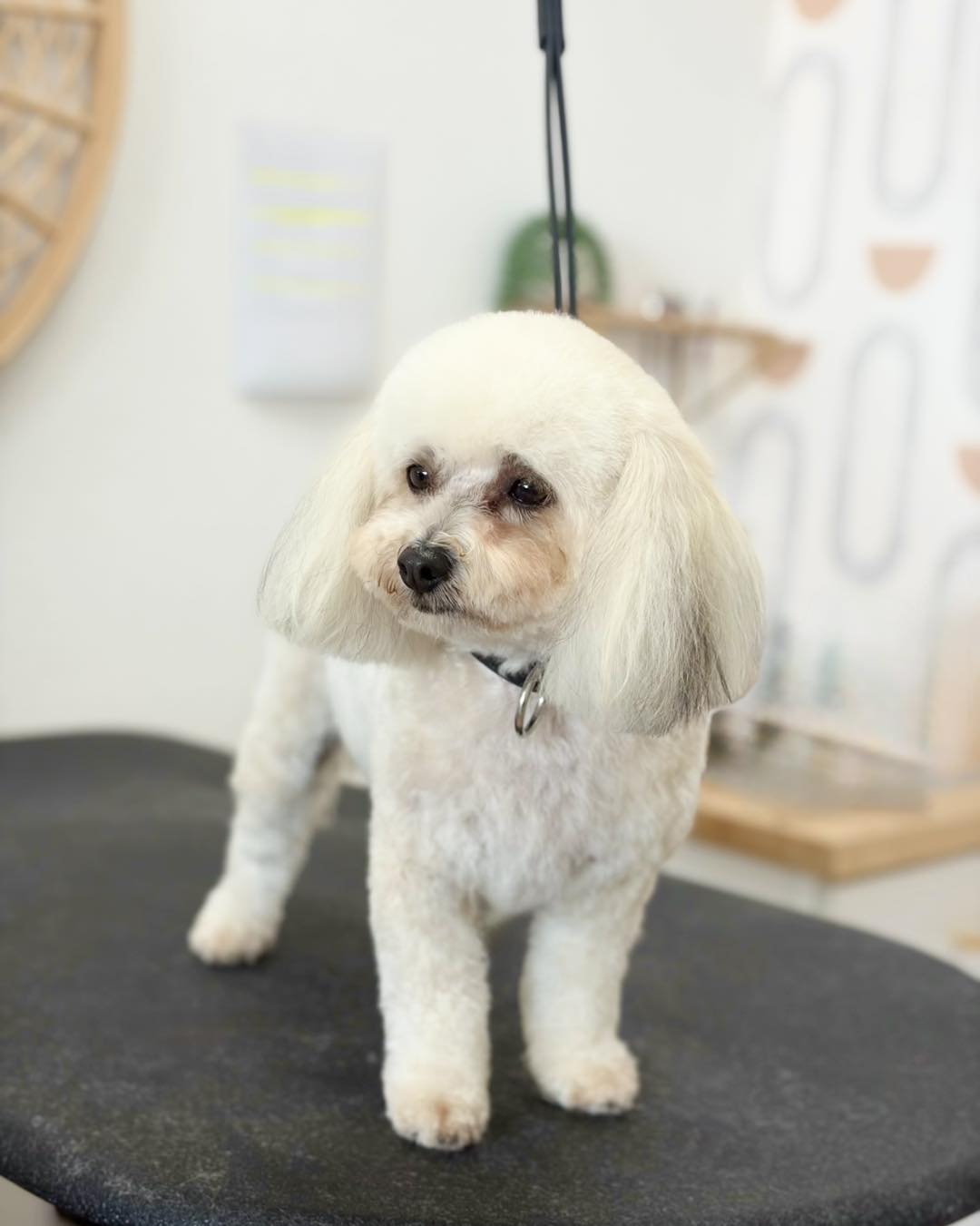 Barking Beauties Dog Grooming Palm Springs