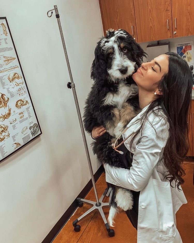 Pet Lux Inc Palm Springs