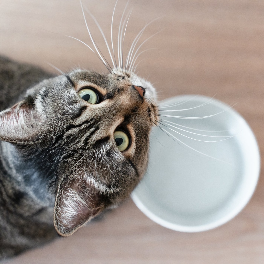 Pet Lux Inc Palm Springs