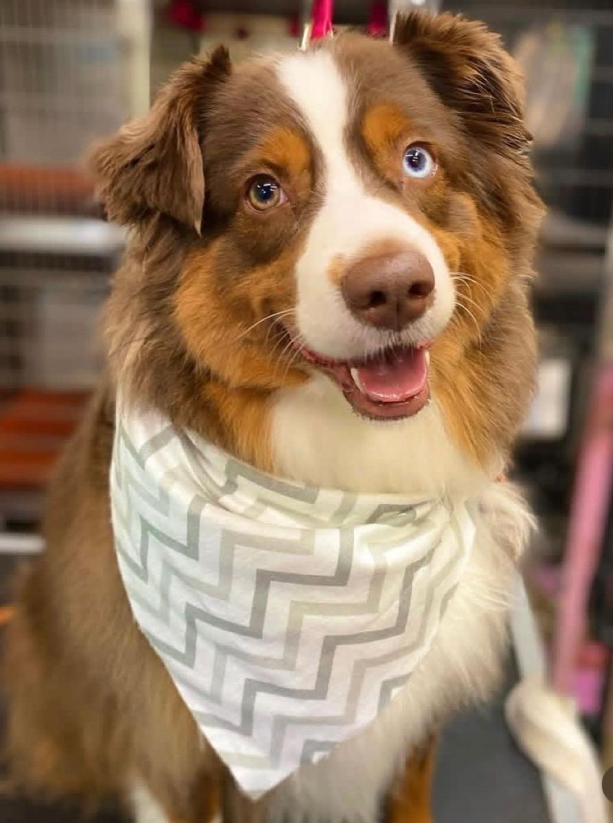 Dusty Paws Pet Wash & Grooming Palmdale