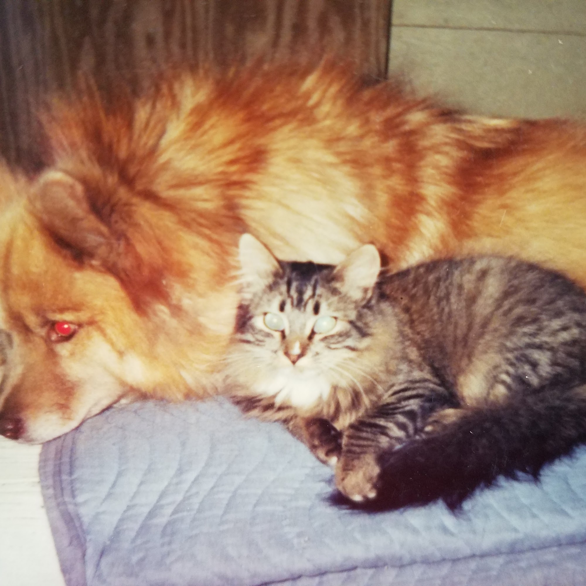 Antelope Valley Animal Hospital Palmdale