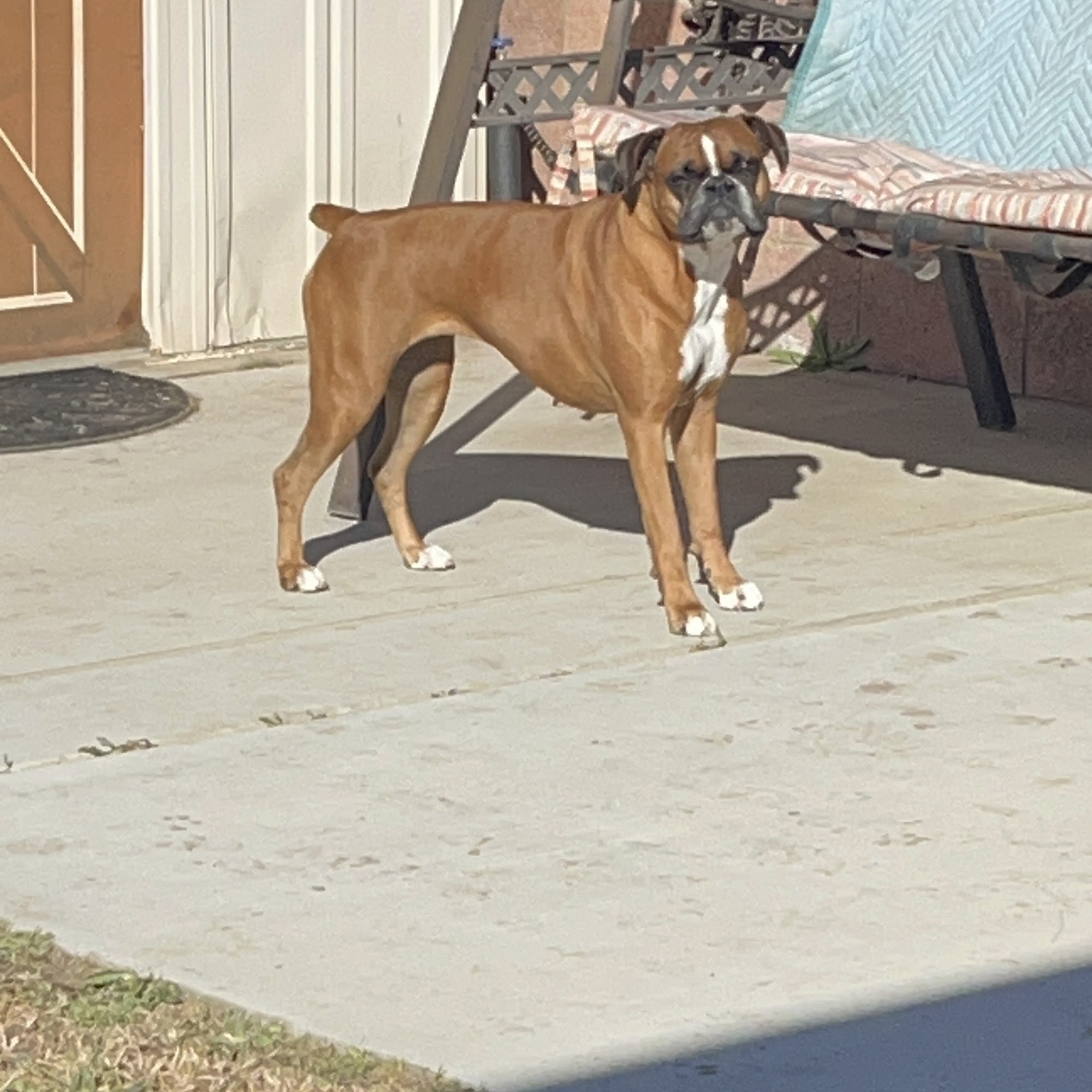 Palmdale Veterinary Hospital Palmdale