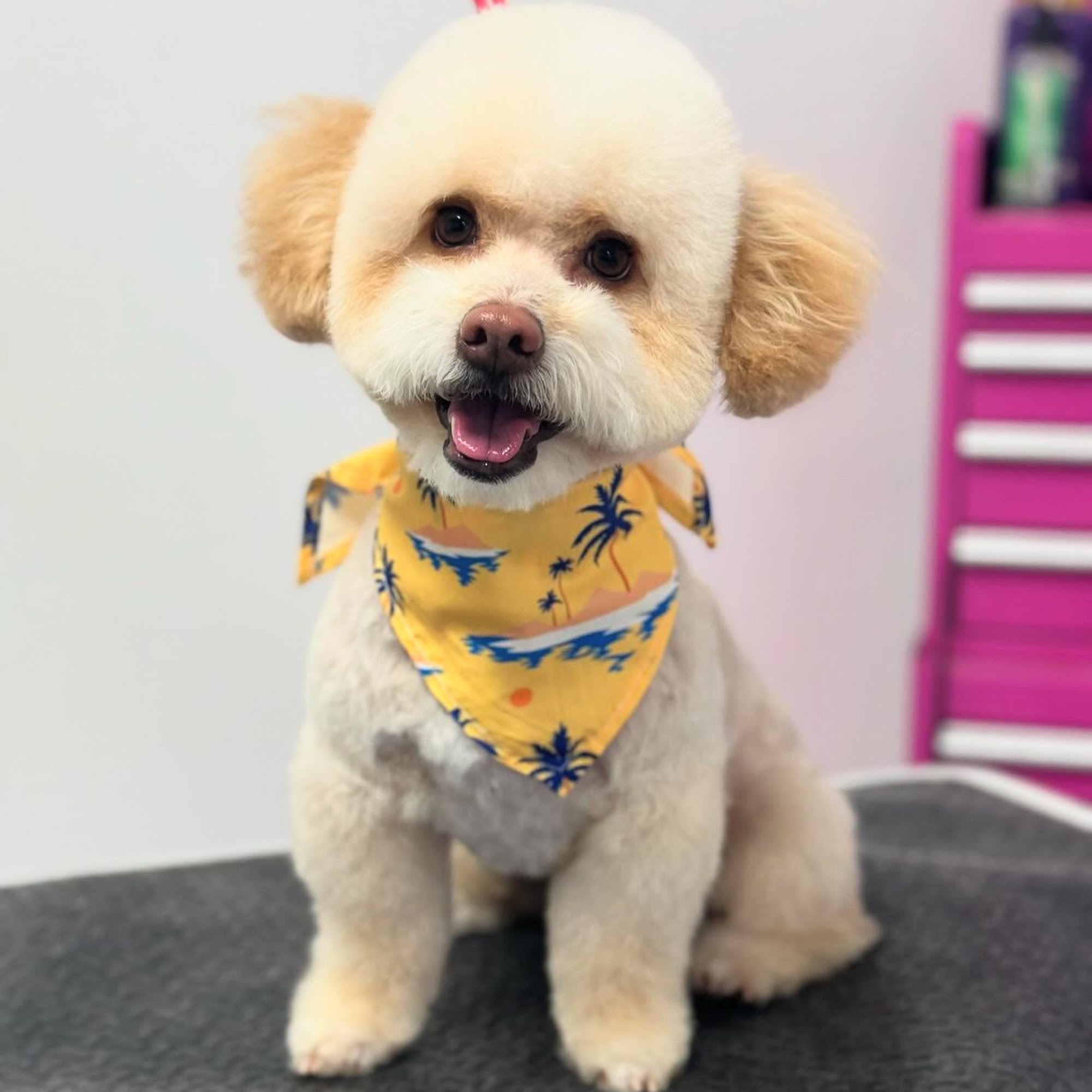 Palm Plaza Pet Hospital Palmdale