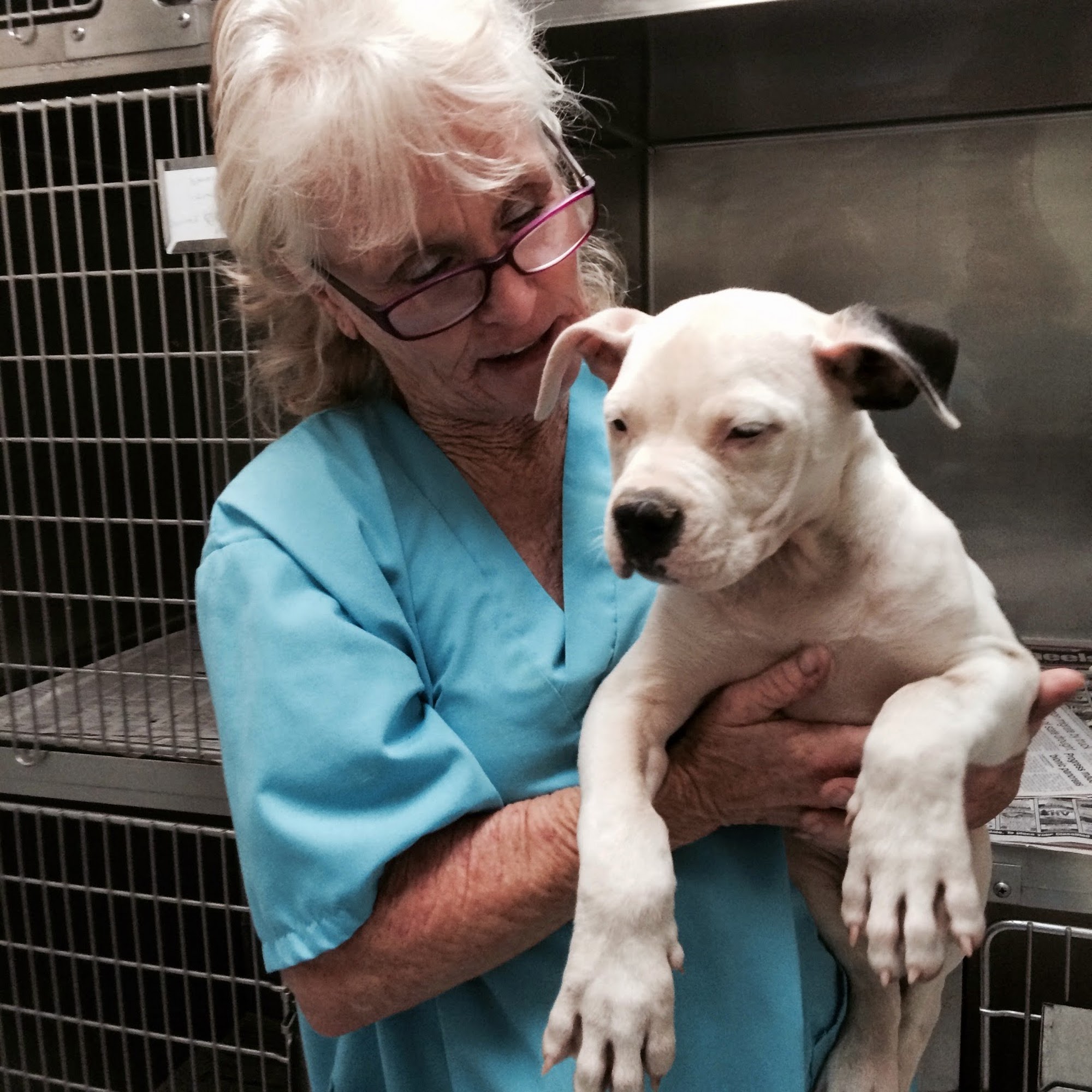 High Desert Animal Care Hospital Palmdale