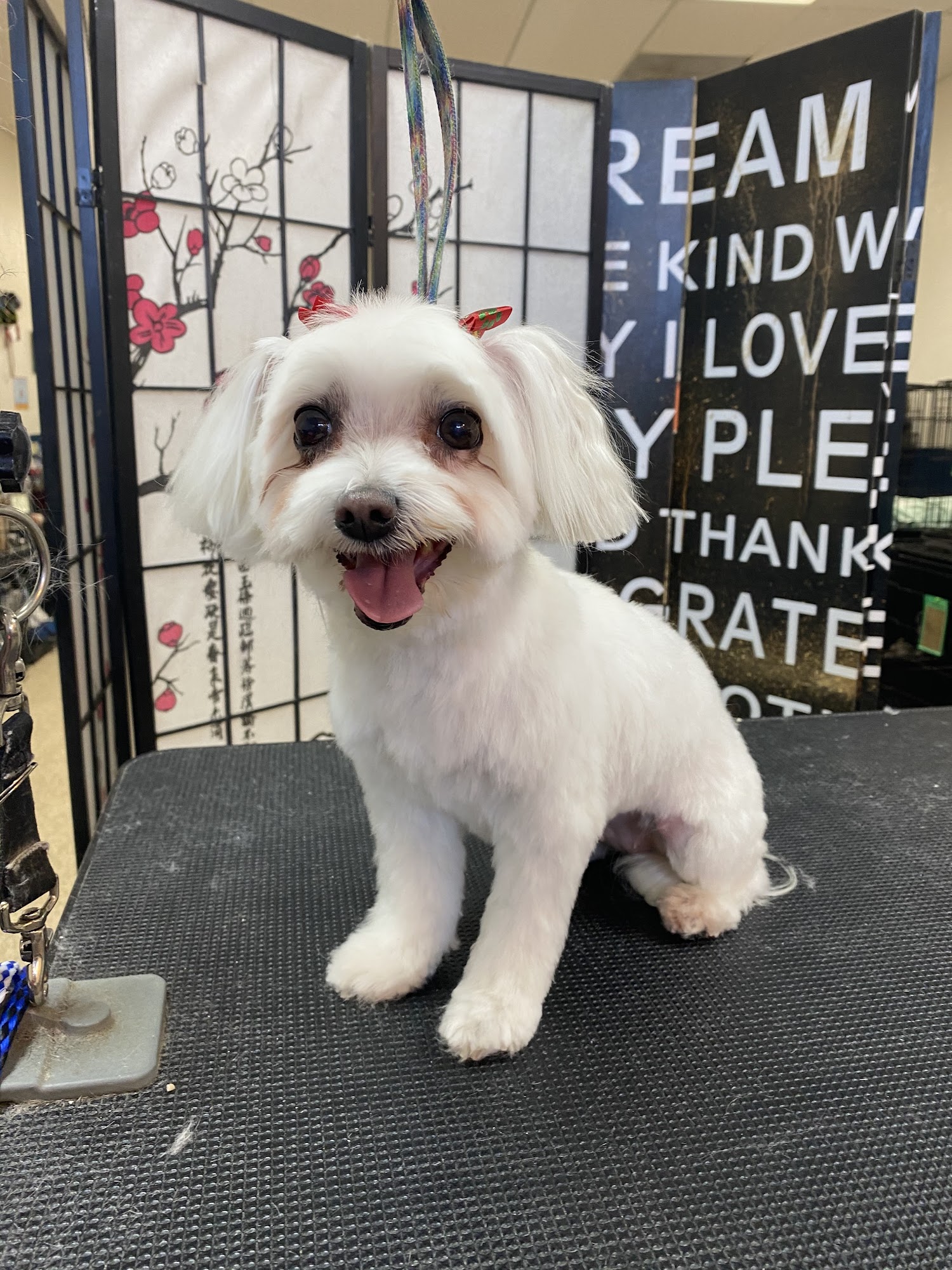 Pets In Style Grooming Palmdale