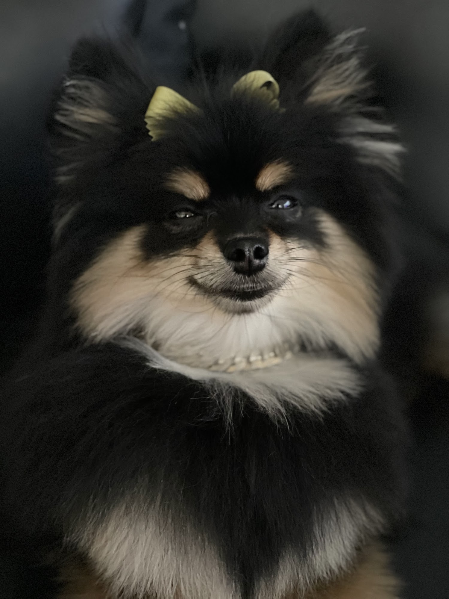 AV Doggie Styles Palmdale