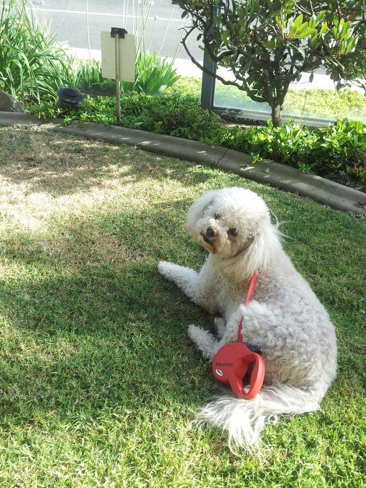 Val Vista Pet Hotel Palmdale
