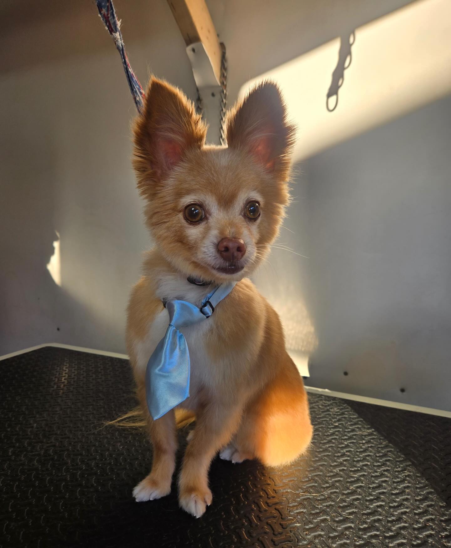 Petish Grooming Studio Palmdale