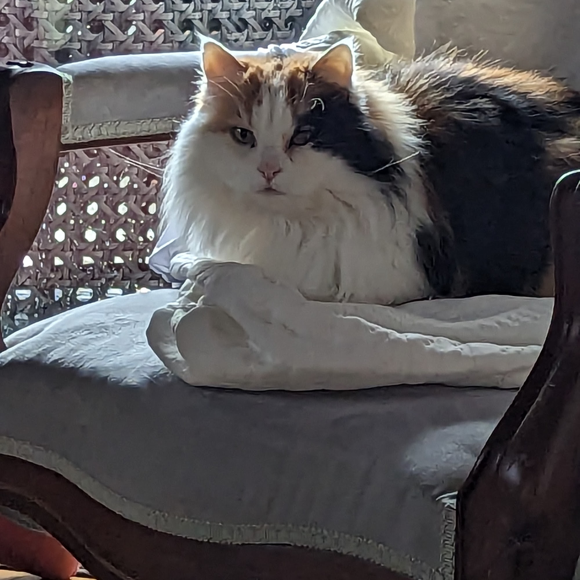 Brink Veterinary Clinic Inc Palo Cedro