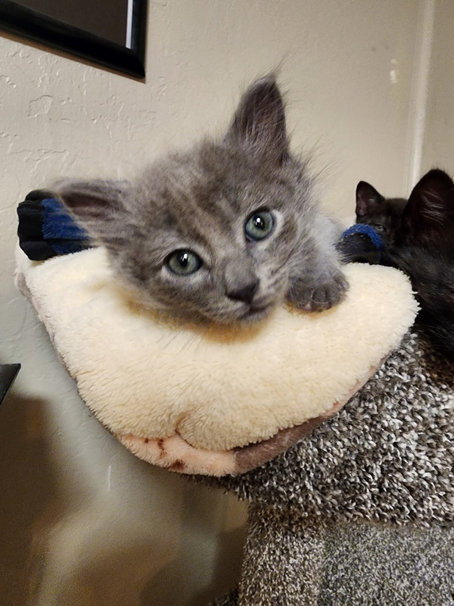 S.N.A.P. Spay Neuter & Protect Palo Cedro