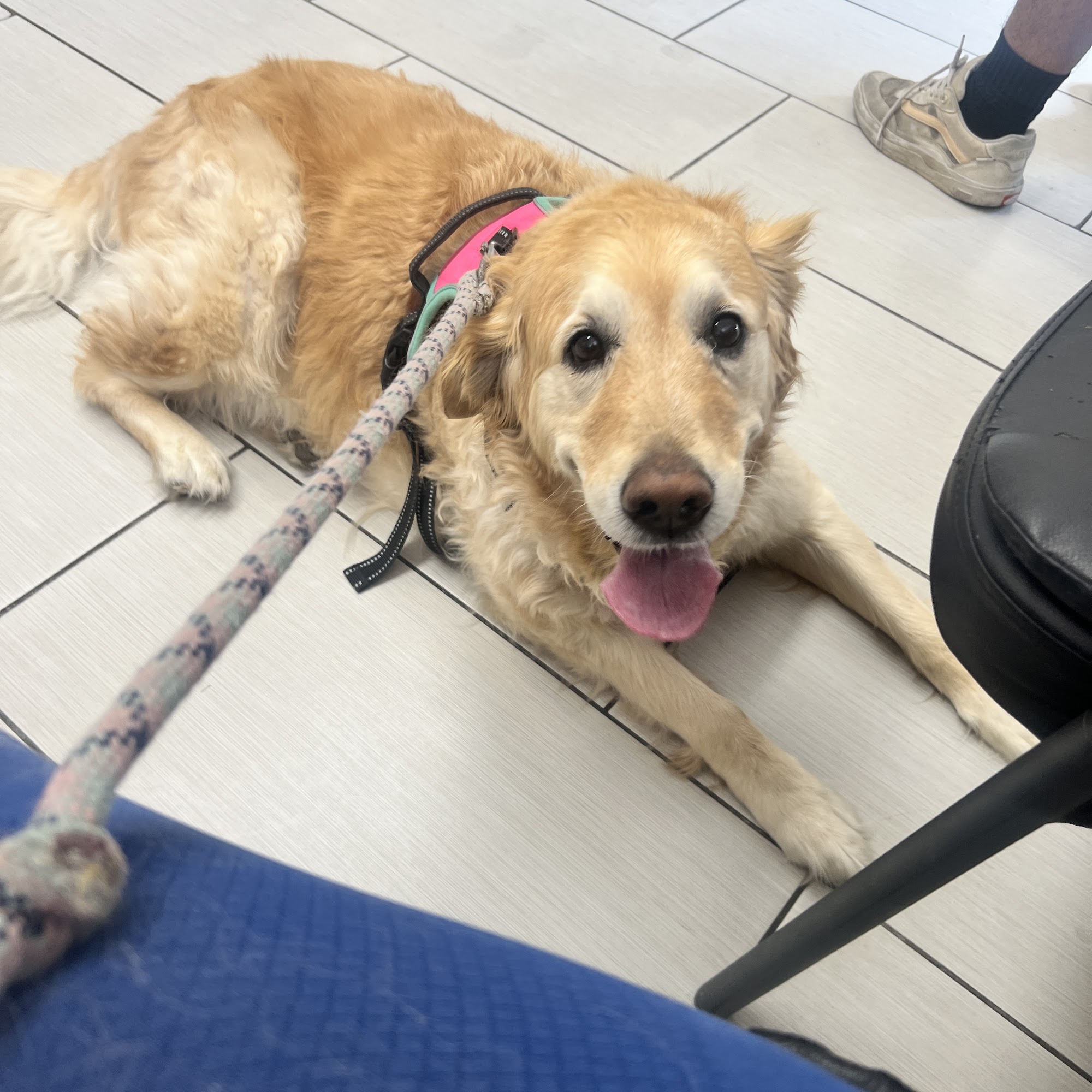 Panorama Pet Hospital Panorama City