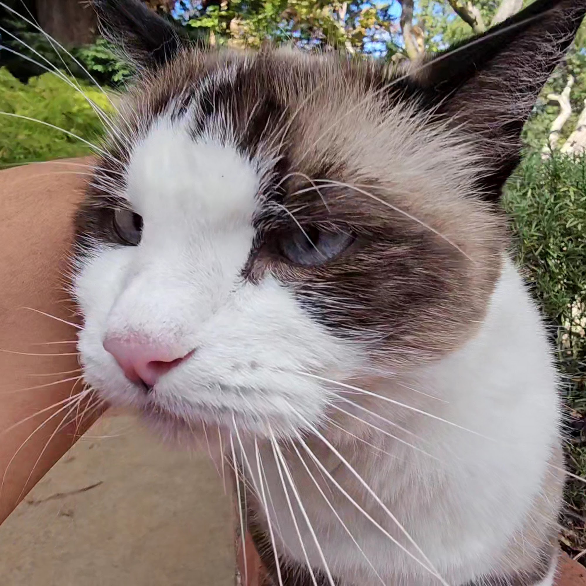 Animal Hospital On the Ridge Paradise