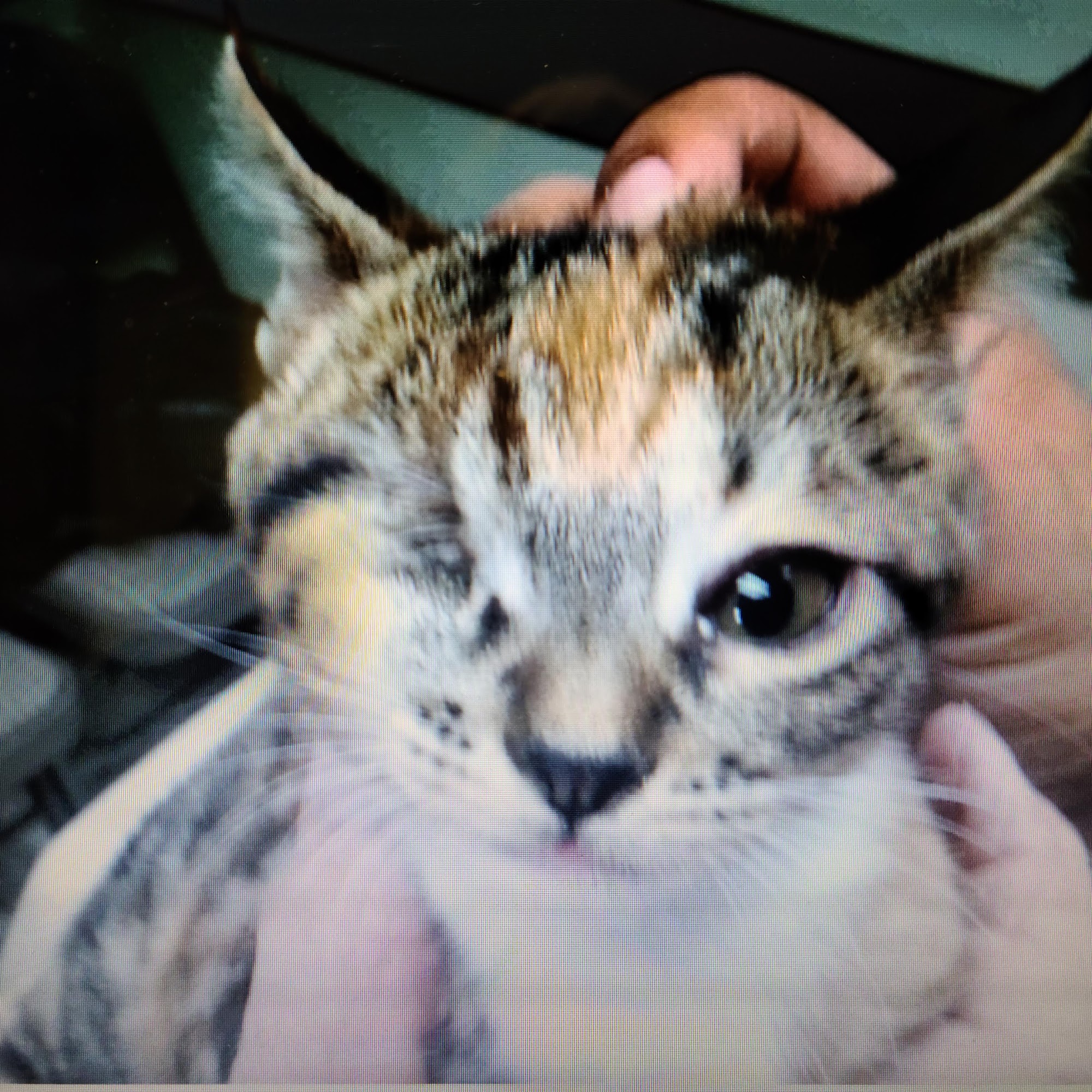 Garfield Animal Hospital Paramount