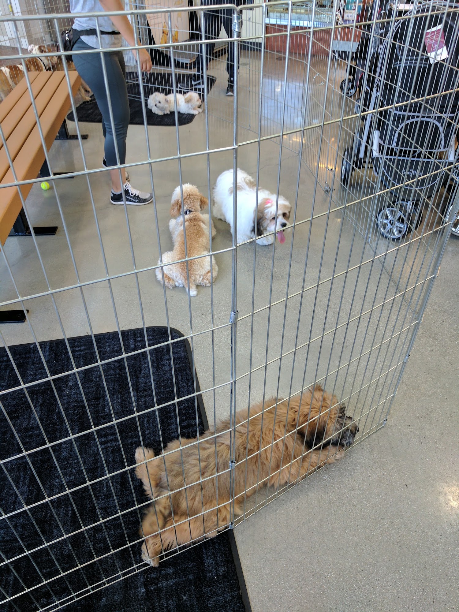 Pet Food Express Pasadena