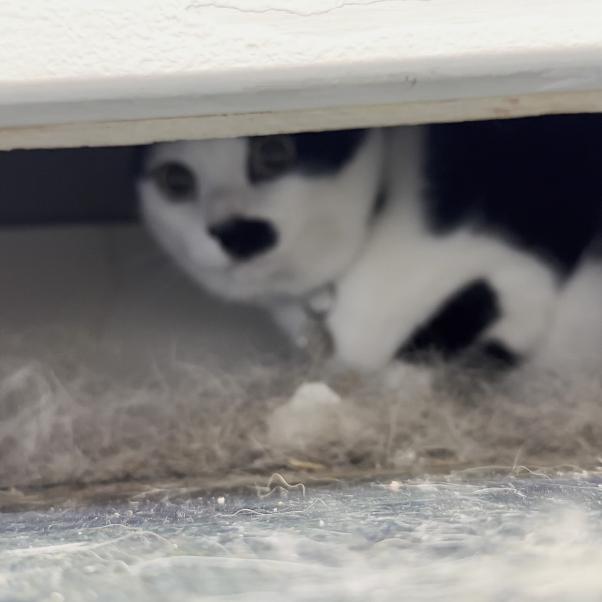 Petsadena Animal Hospital Pasadena