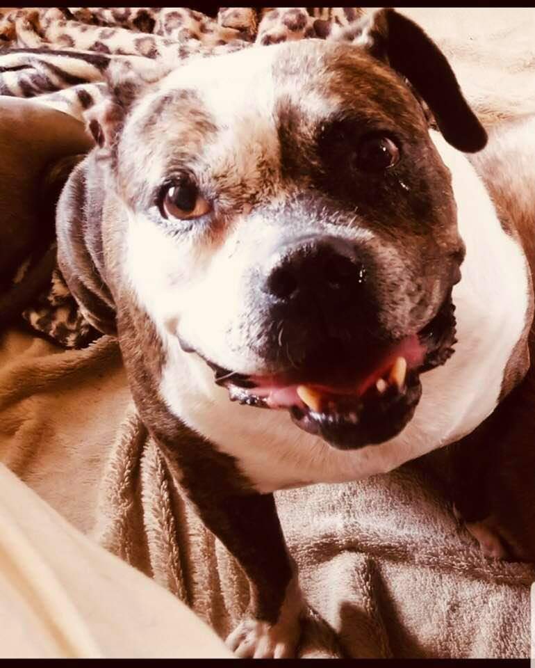 Animal Dermatology Clinic Pasadena