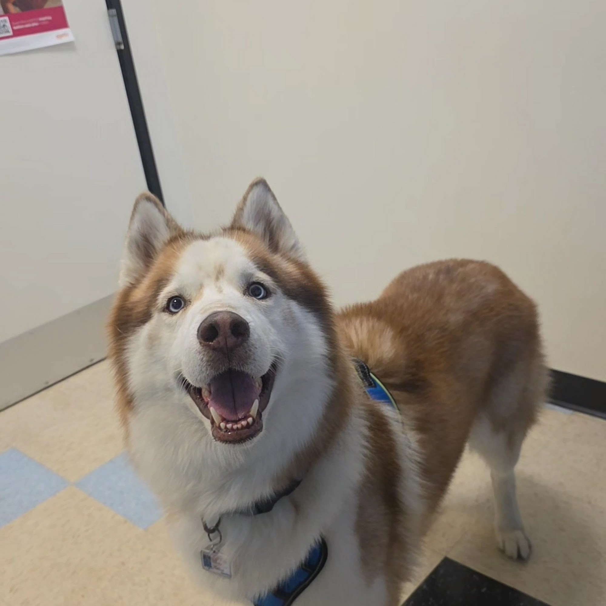 Pasadena Pets Veterinary Hospital Pasadena