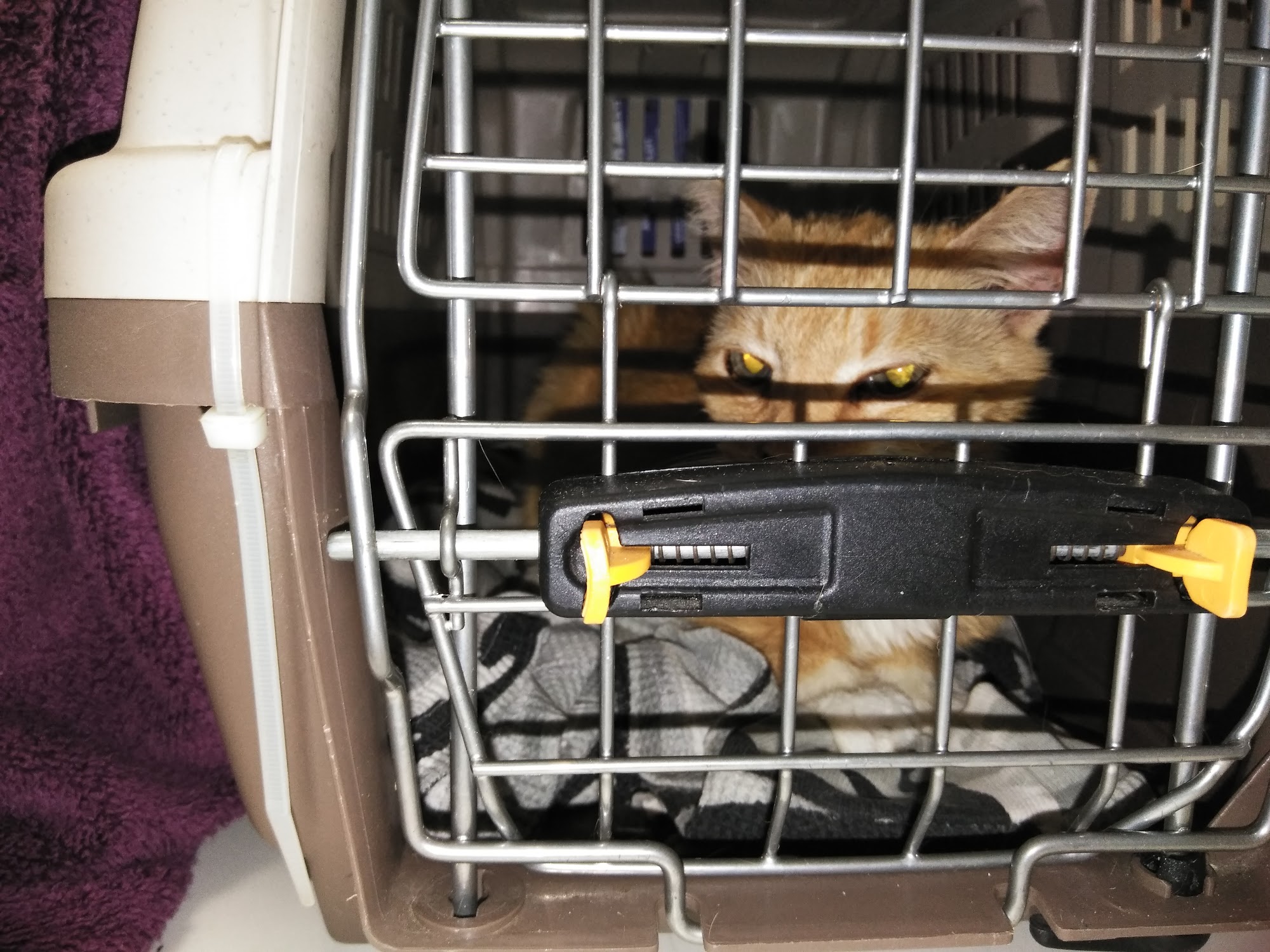 Whiskers To Tails Cat Hospital Pasadena