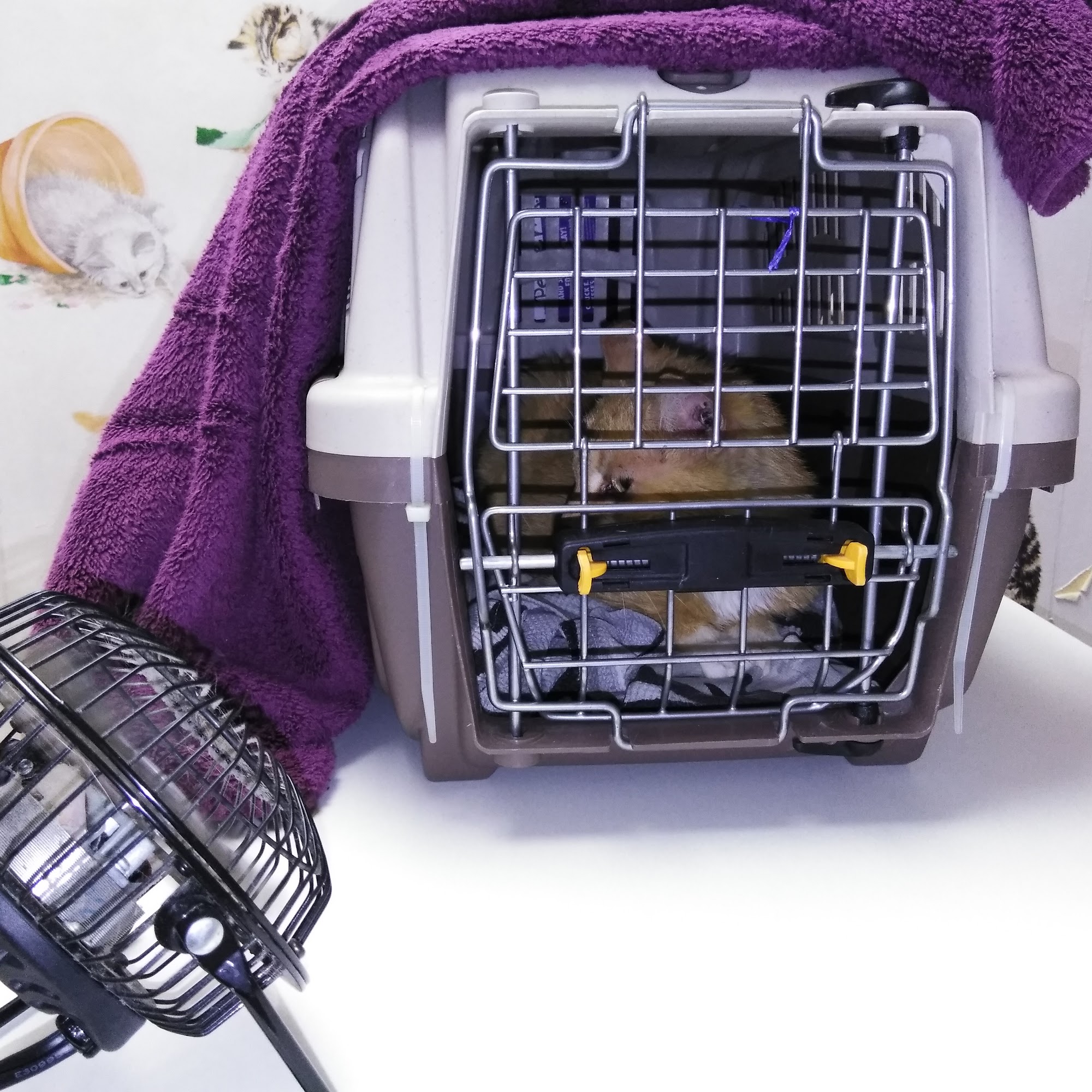 Whiskers To Tails Cat Hospital Pasadena