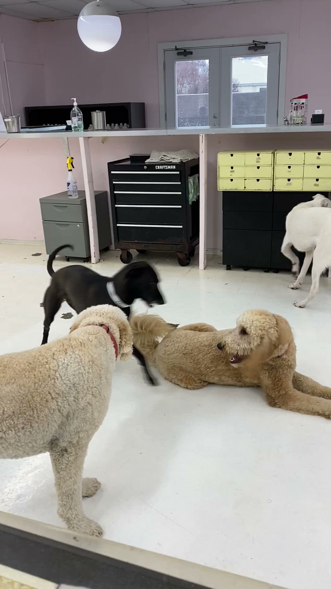 Pasadena Pet Pasadena