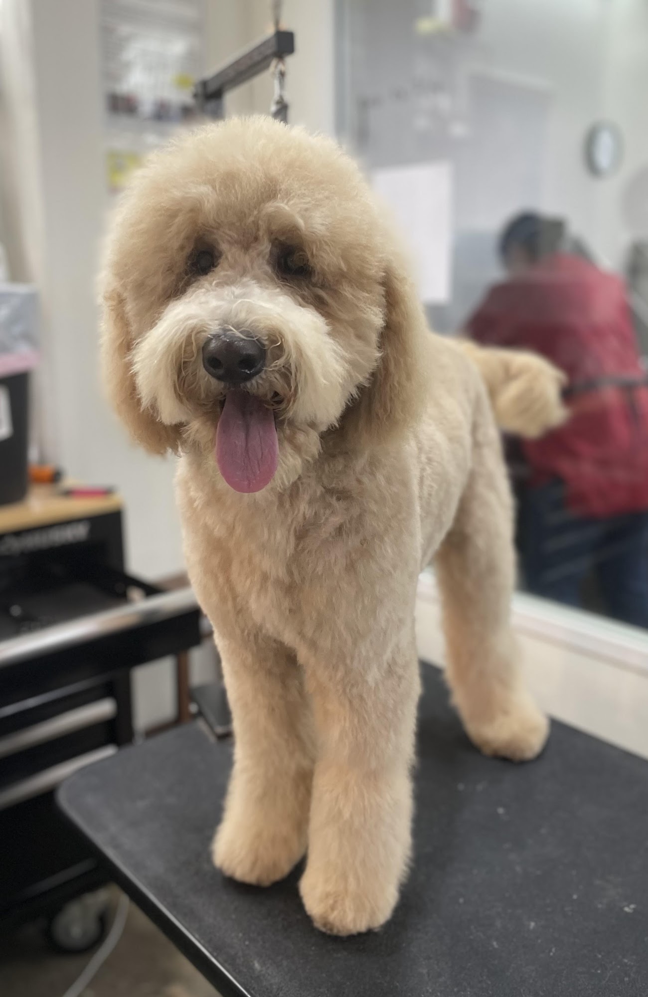 Roch & Gertrude Pet Spa Pasadena