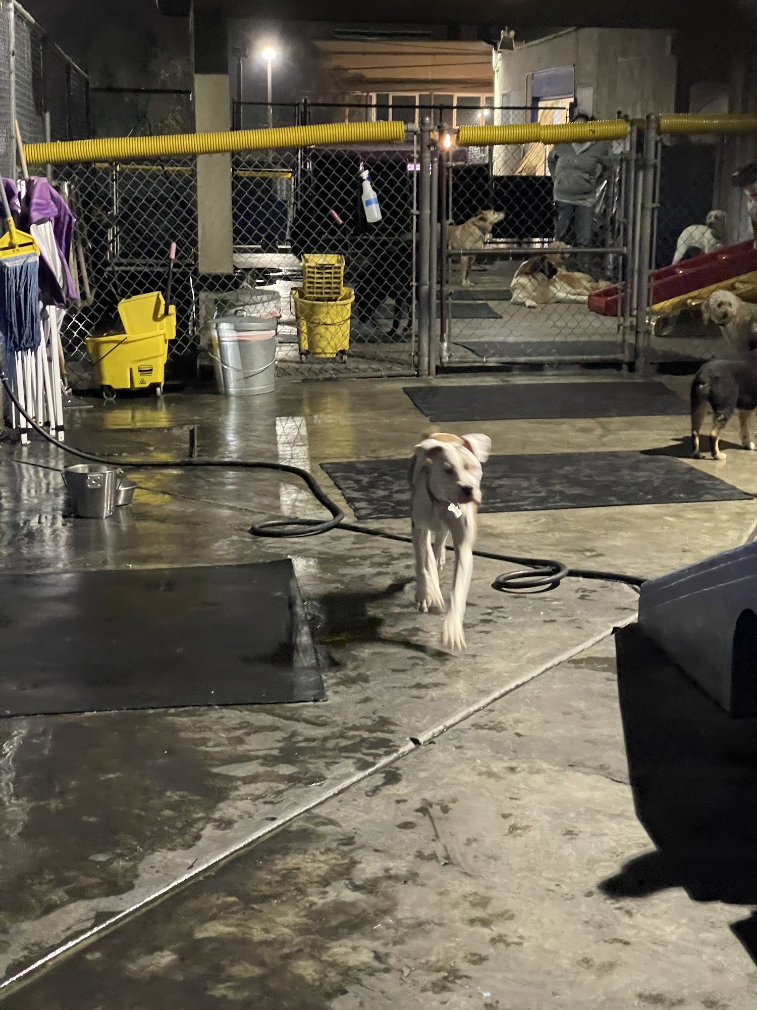 I Dig My Dog Pasadena