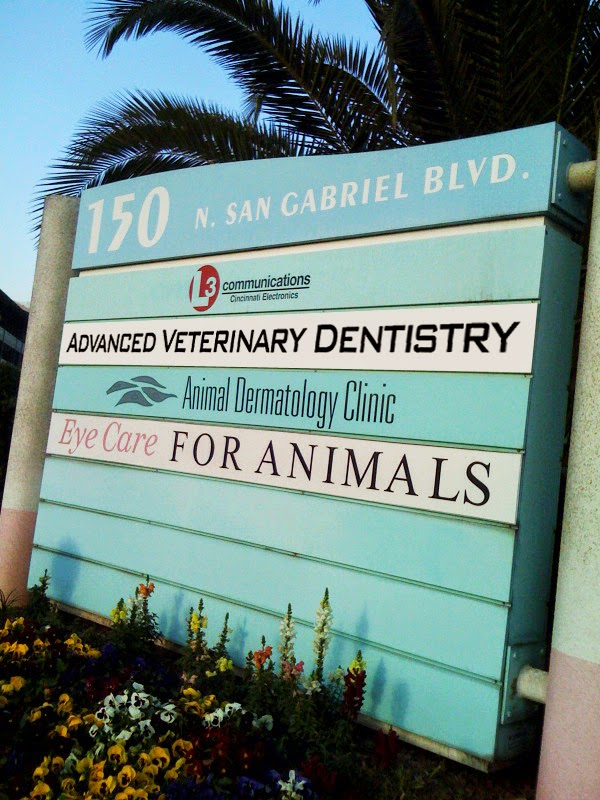 Advanced Veterinary Dentistry Pasadena