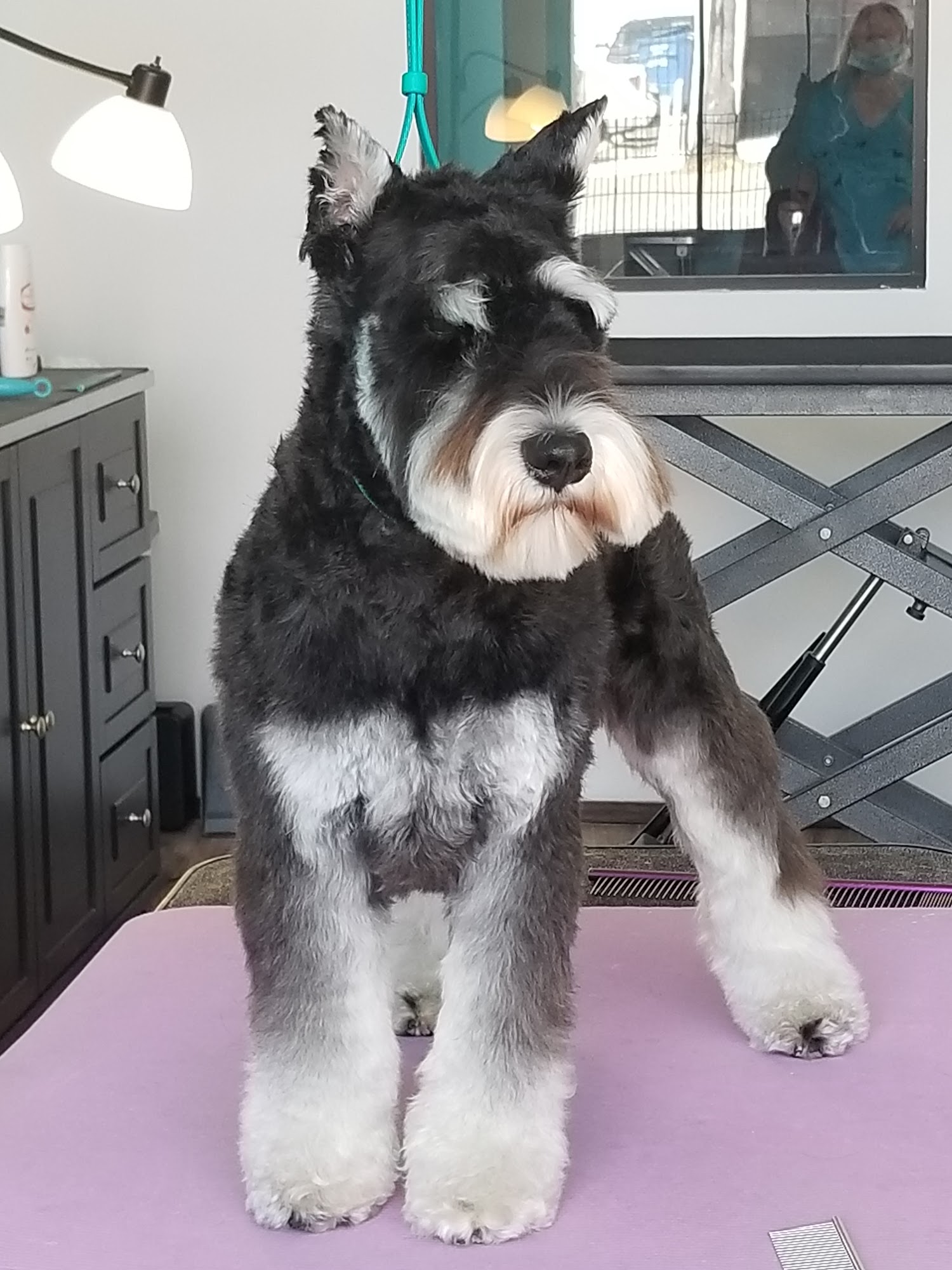 Styling studio all breed dog grooming Pasadena