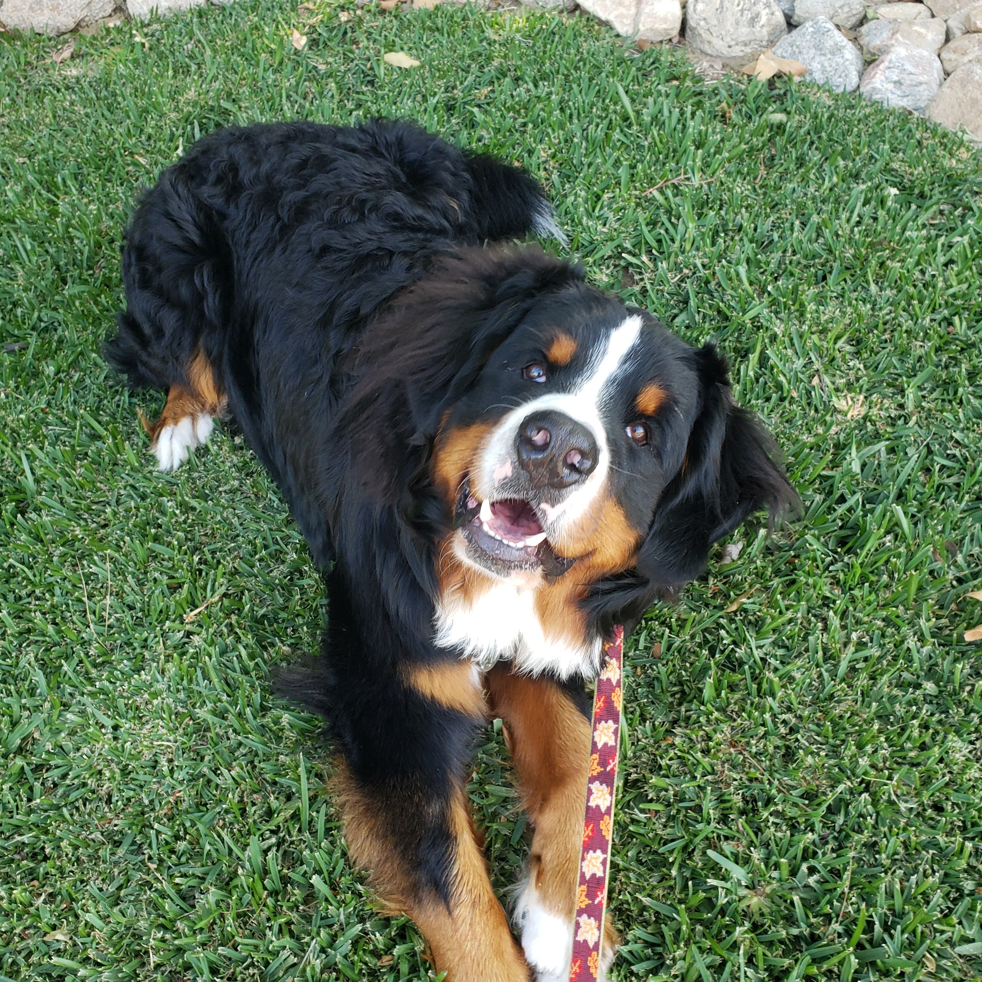 Waggin' Tails Dog Walking Pasadena Pasadena