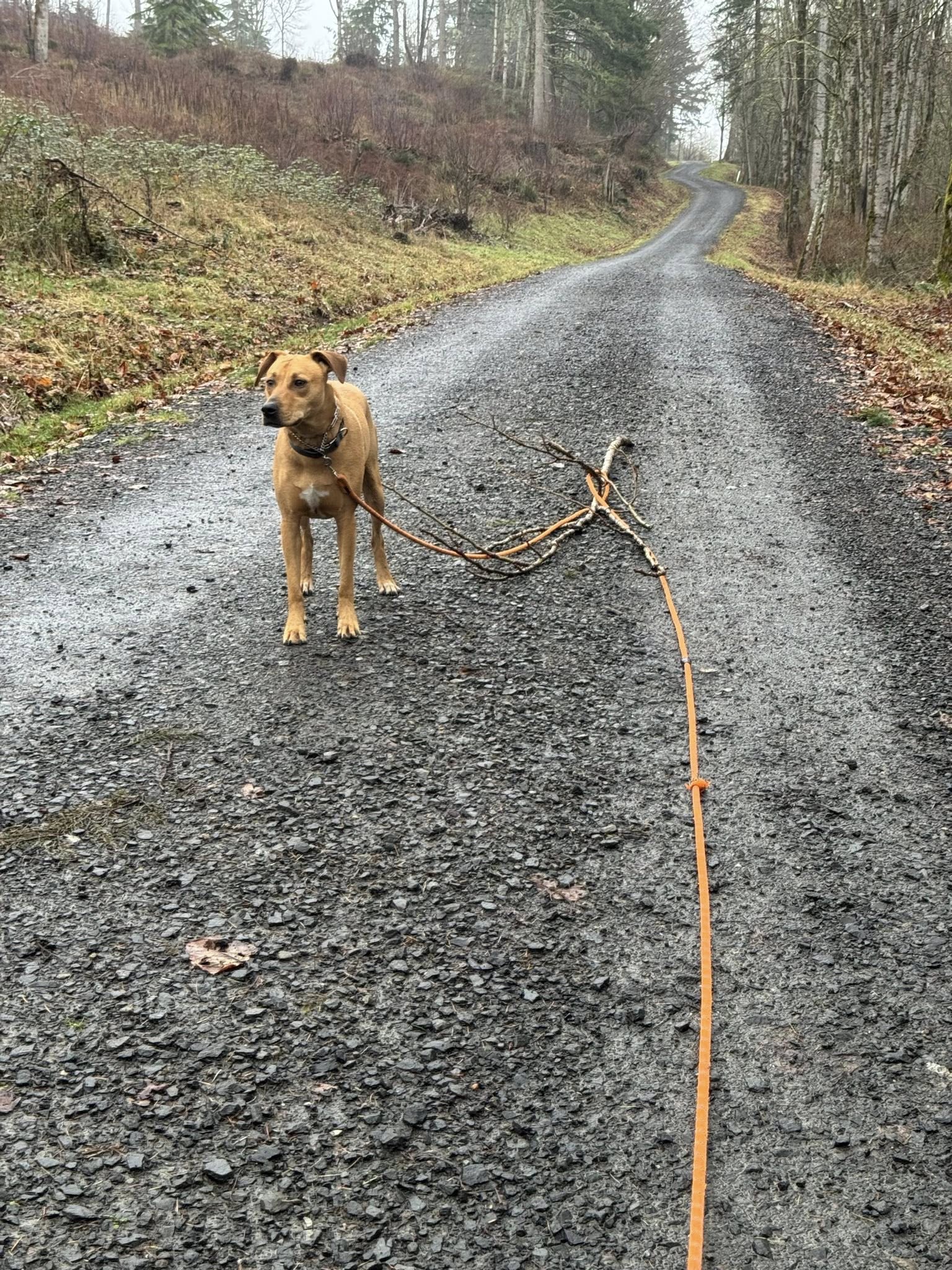 Pet Care by Tiger Pasadena