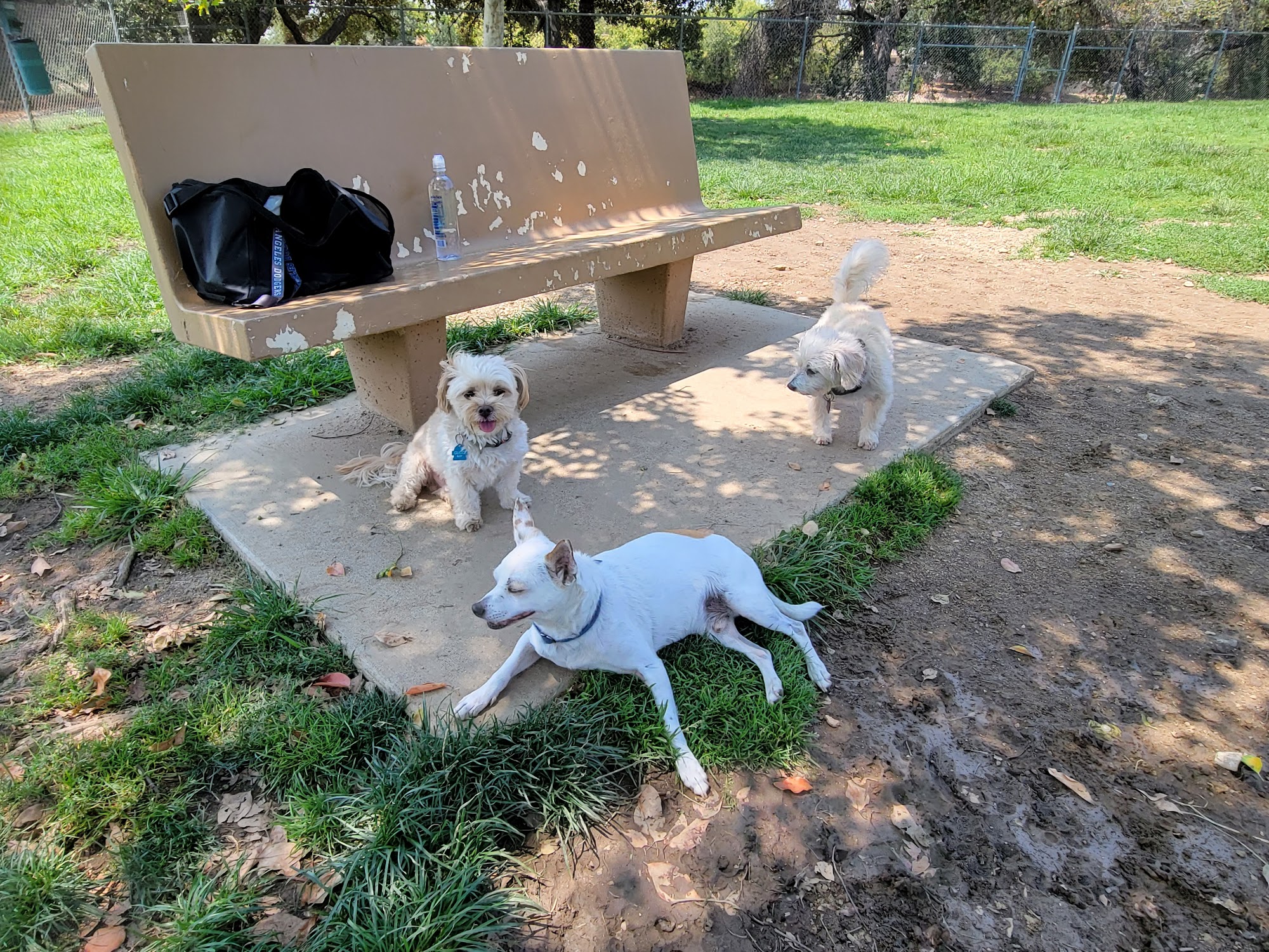Alice's Dog Park Pasadena