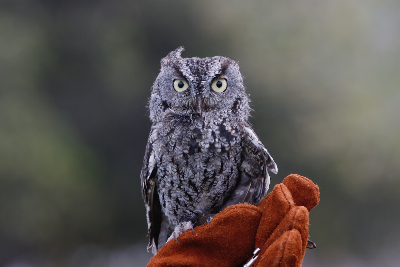 Pasadena Audubon Society Pasadena