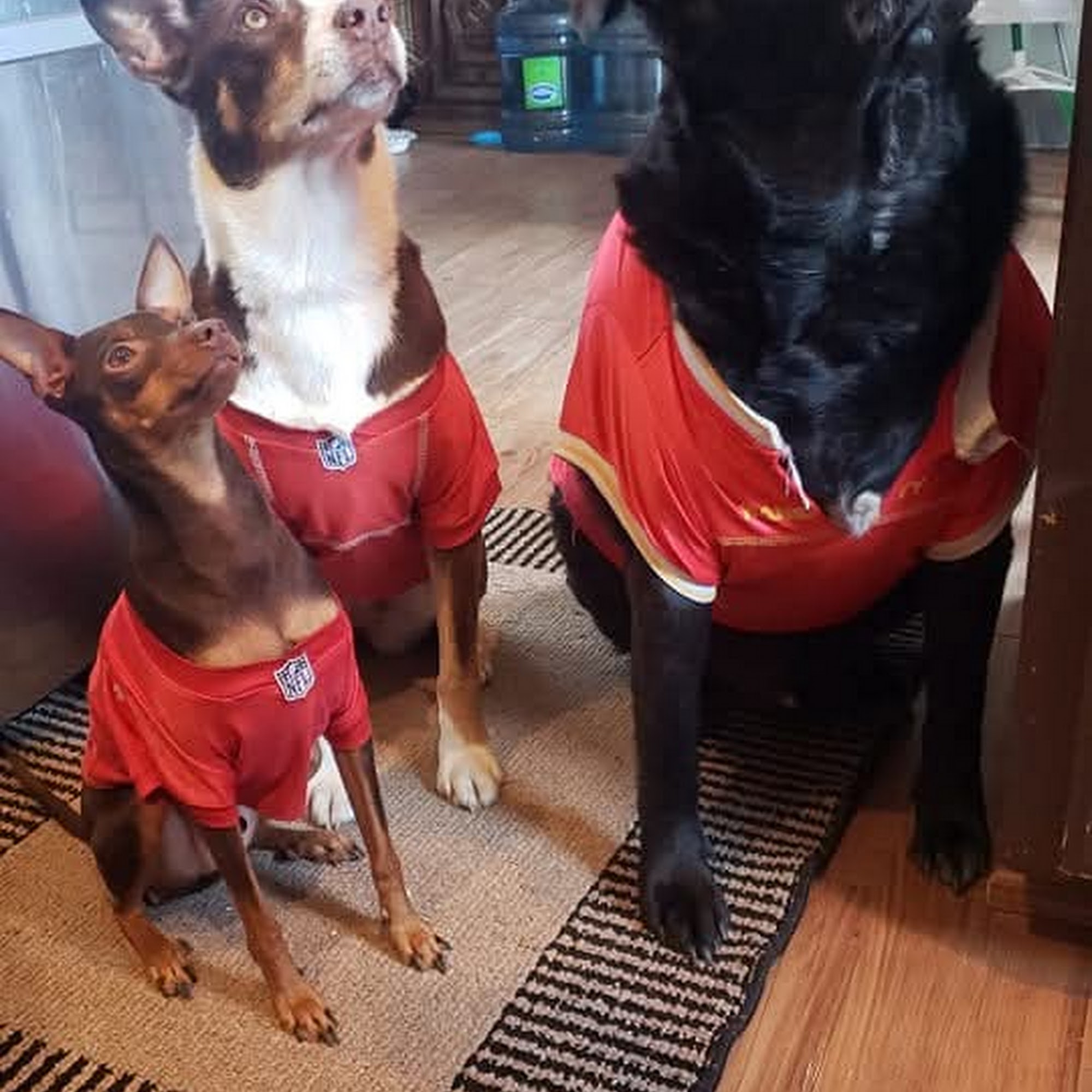 North County Animal Hospital, A Thrive Pet Healthcare Partner Paso Robles