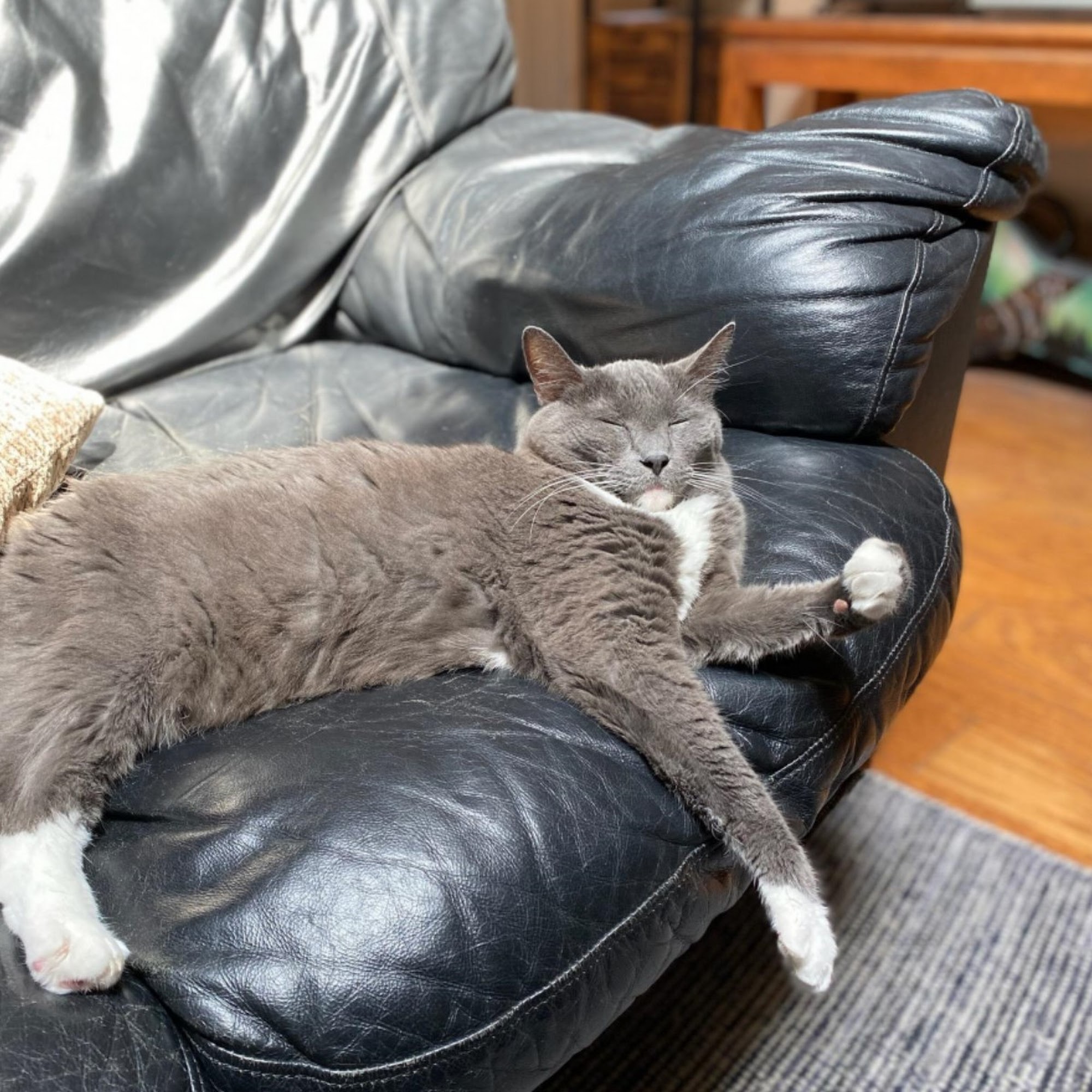 Paso Petcare Veterinary Hospital Paso Robles