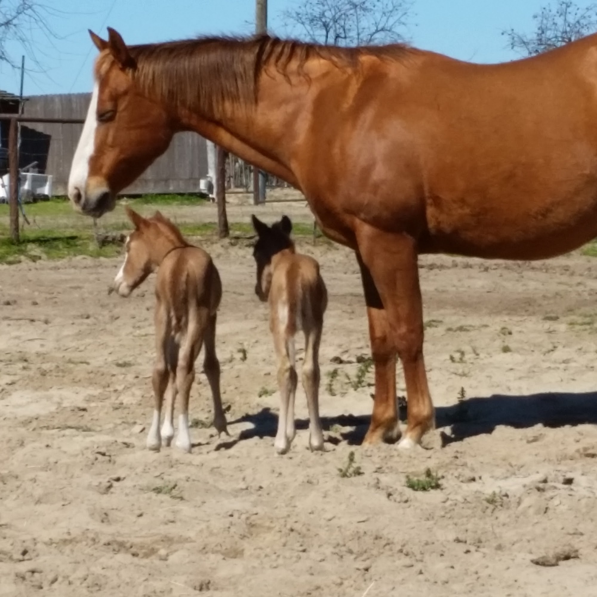 Paso Robles Equine Paso Robles